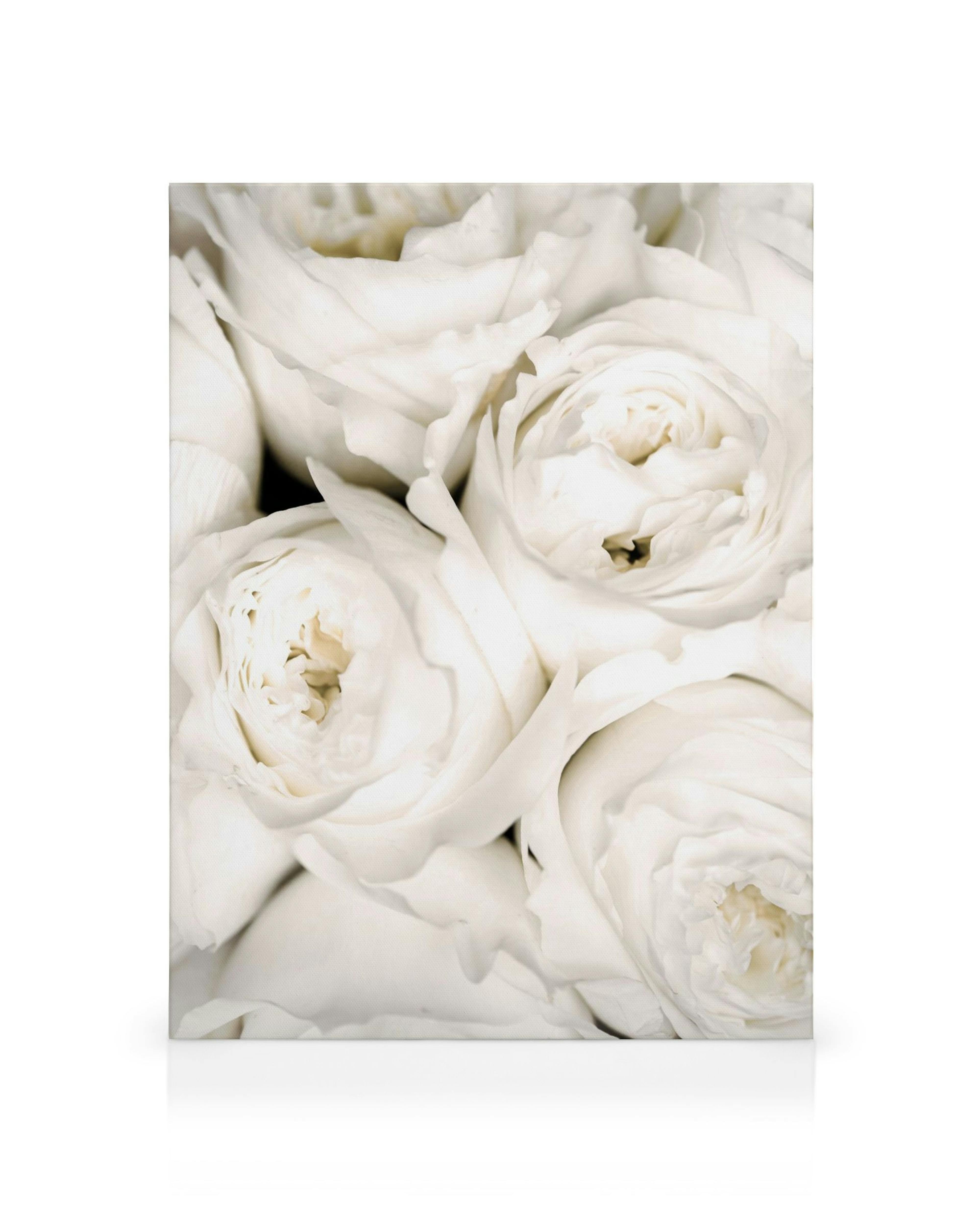 Norsunluunväriset ruusut kanvaasilla, yksityiskohtaisia, pehmeitä terälehtiä ja romanttista tunnelmaa.