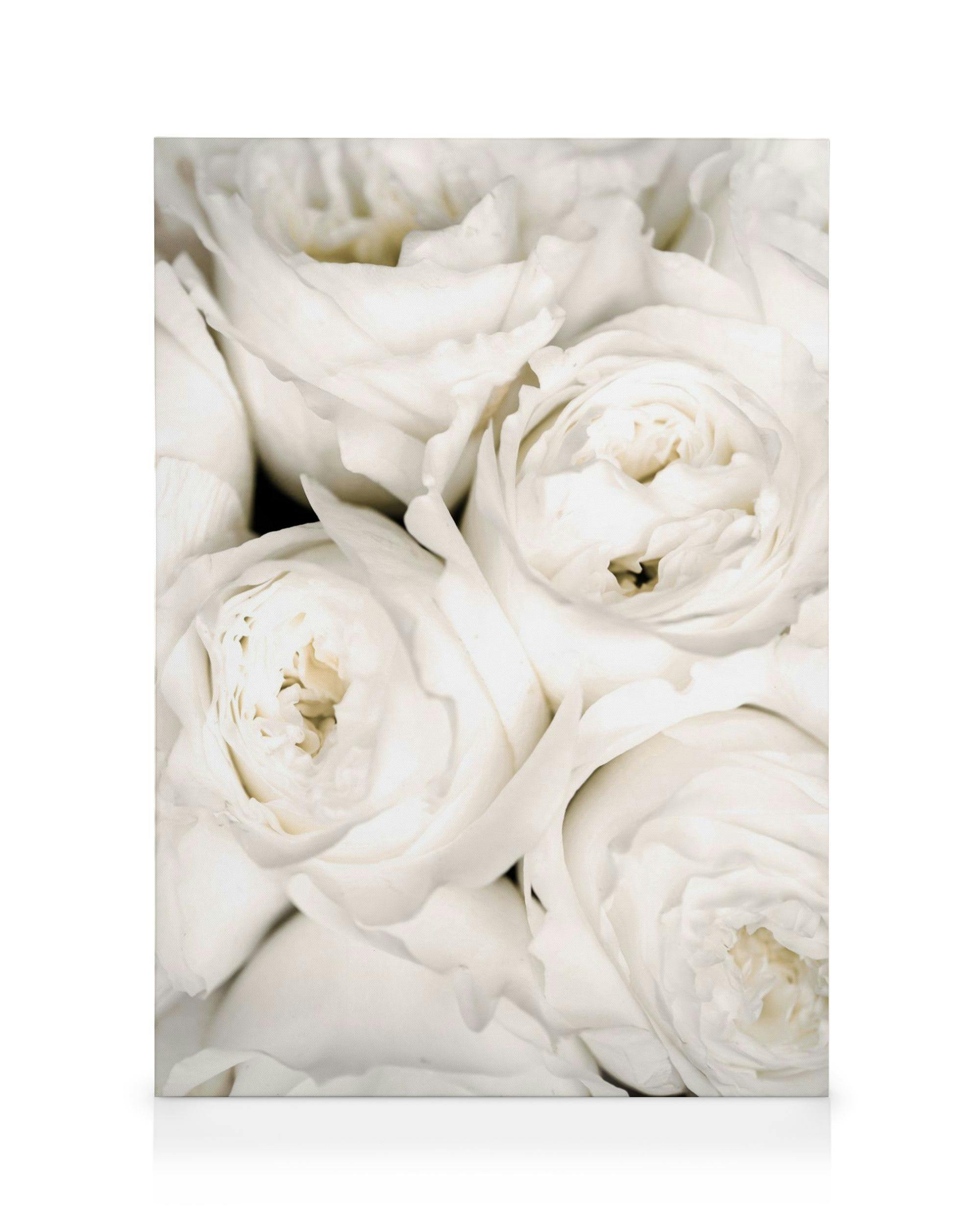 Canvas Prints Ivory Roses Canvas print (50x70 cm - Oak Frame)