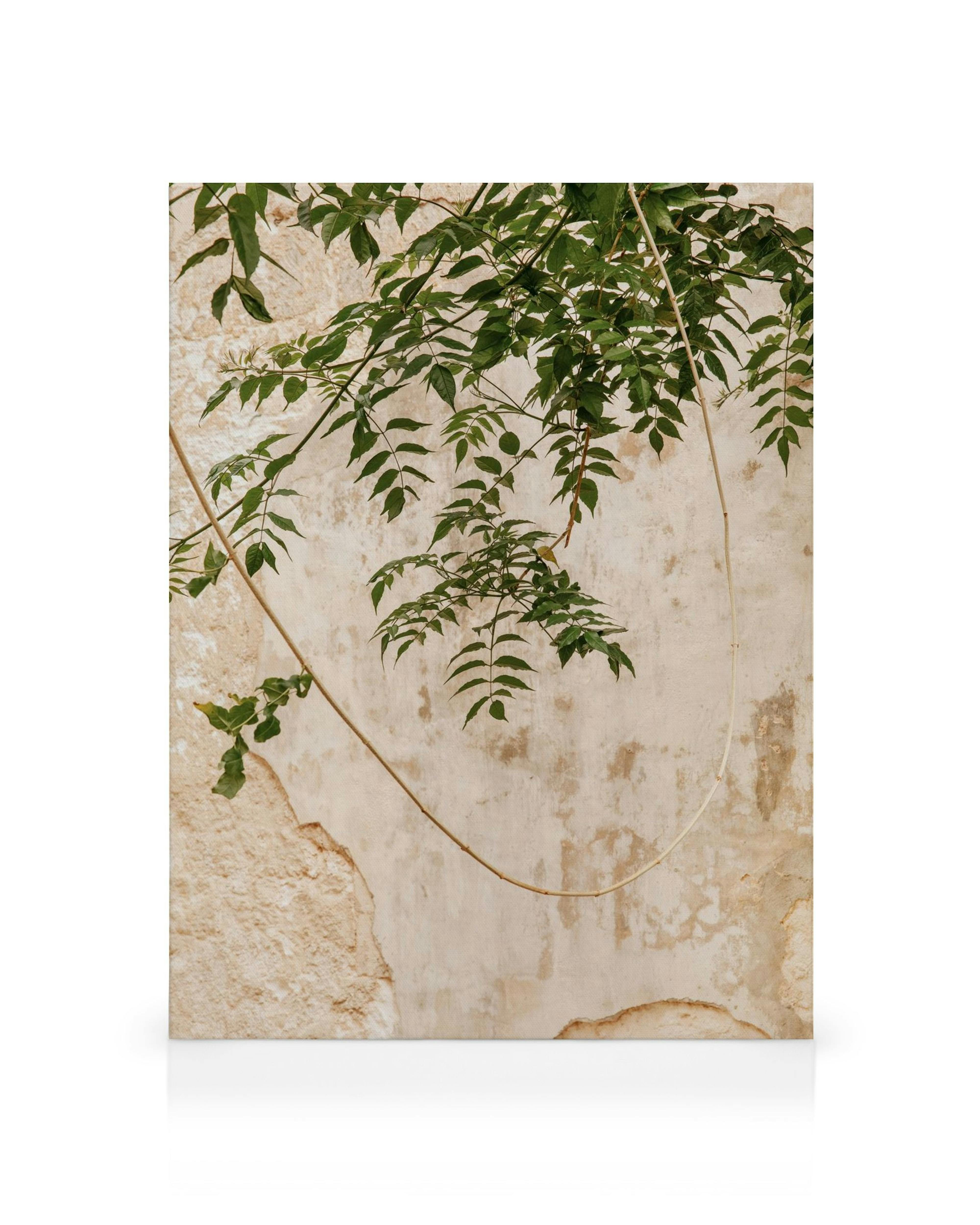 Obraz na plátně s popraskanou béžovou stěnou a zelenými listy visícími shora, s nádechem přírodní krásy.