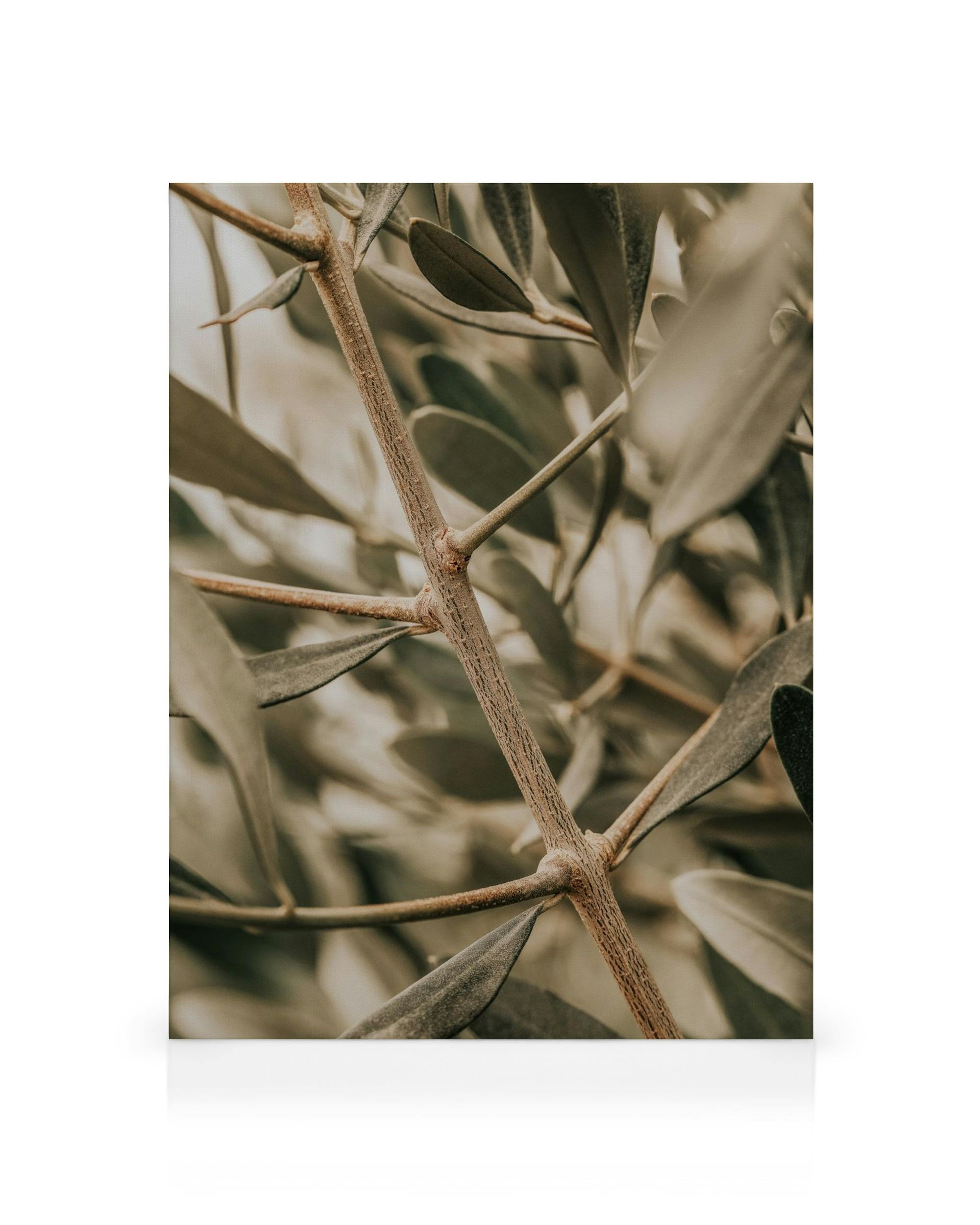Nærbillede af olivenkvist med detaljerede blade og grene i jordfarver.