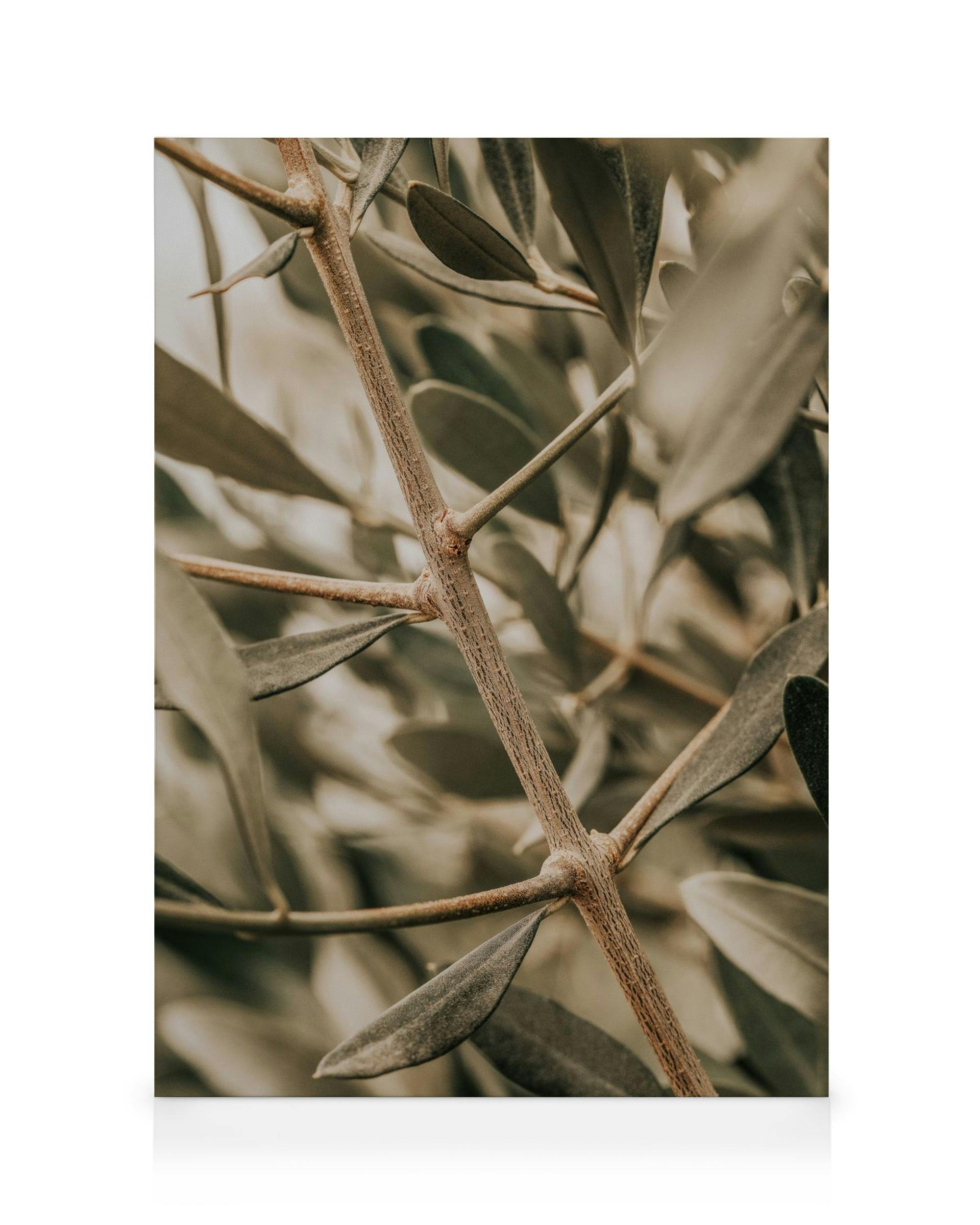 Detailaufnahme eines Olivenzweigs mit braunem Stamm und dunkelgrünen Blättern auf Leinwand.