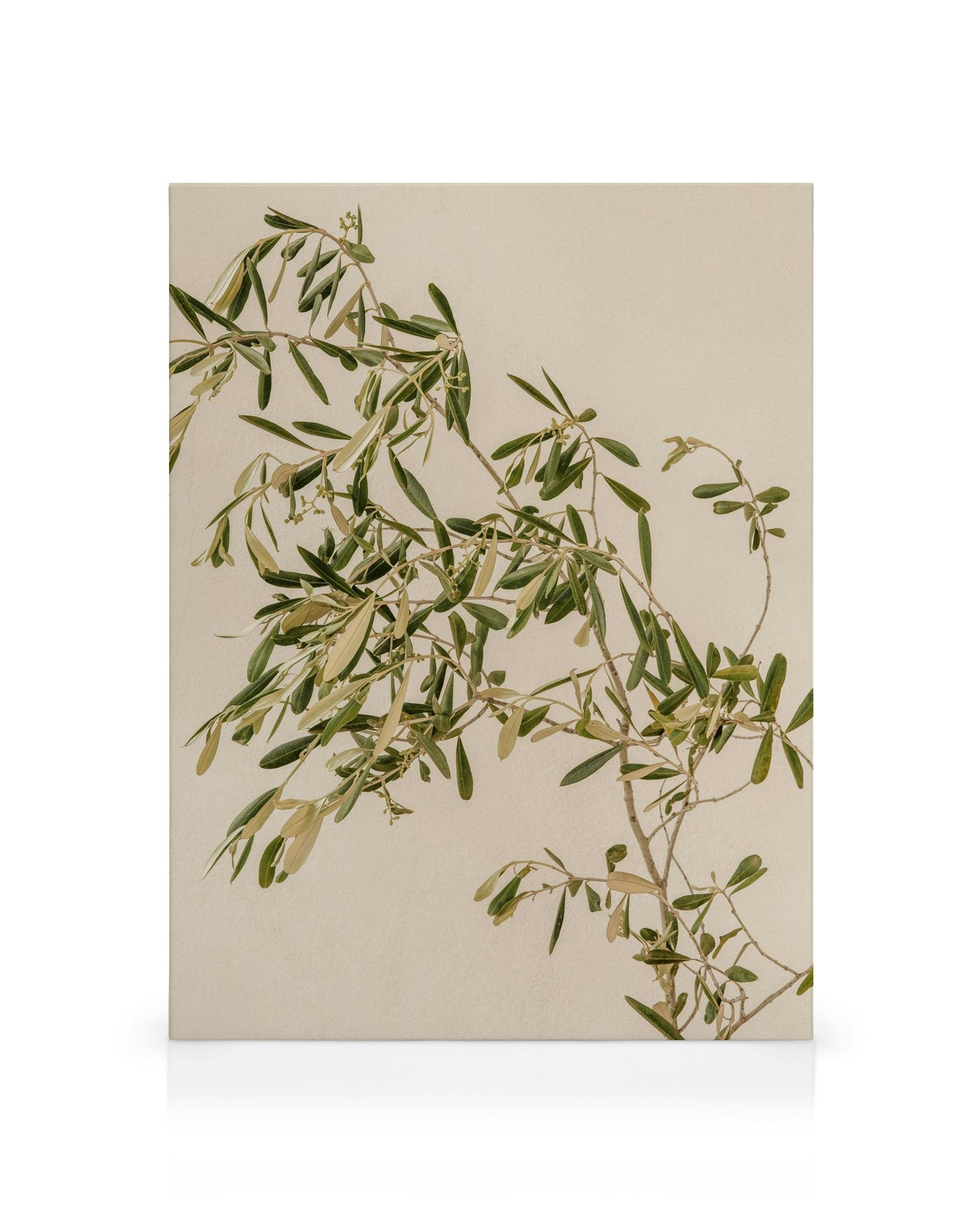 Olive branches with dark and light green leaves against a light beige background, Mediterranean canvas art