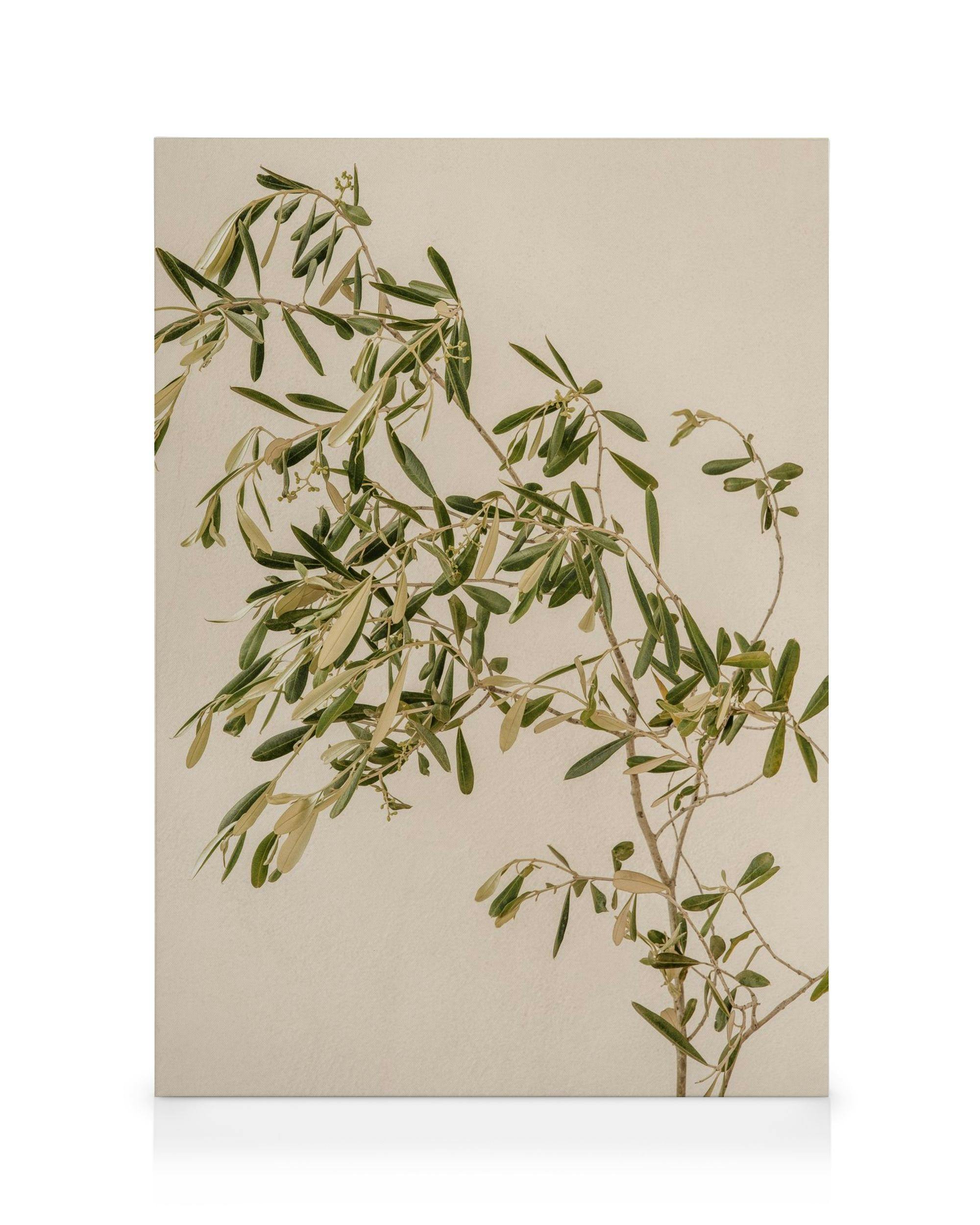 Leinwandbild mit Olivenzweig, grünen Blättern und kleinen Blüten auf beigem Hintergrund, mediterranes Motiv.