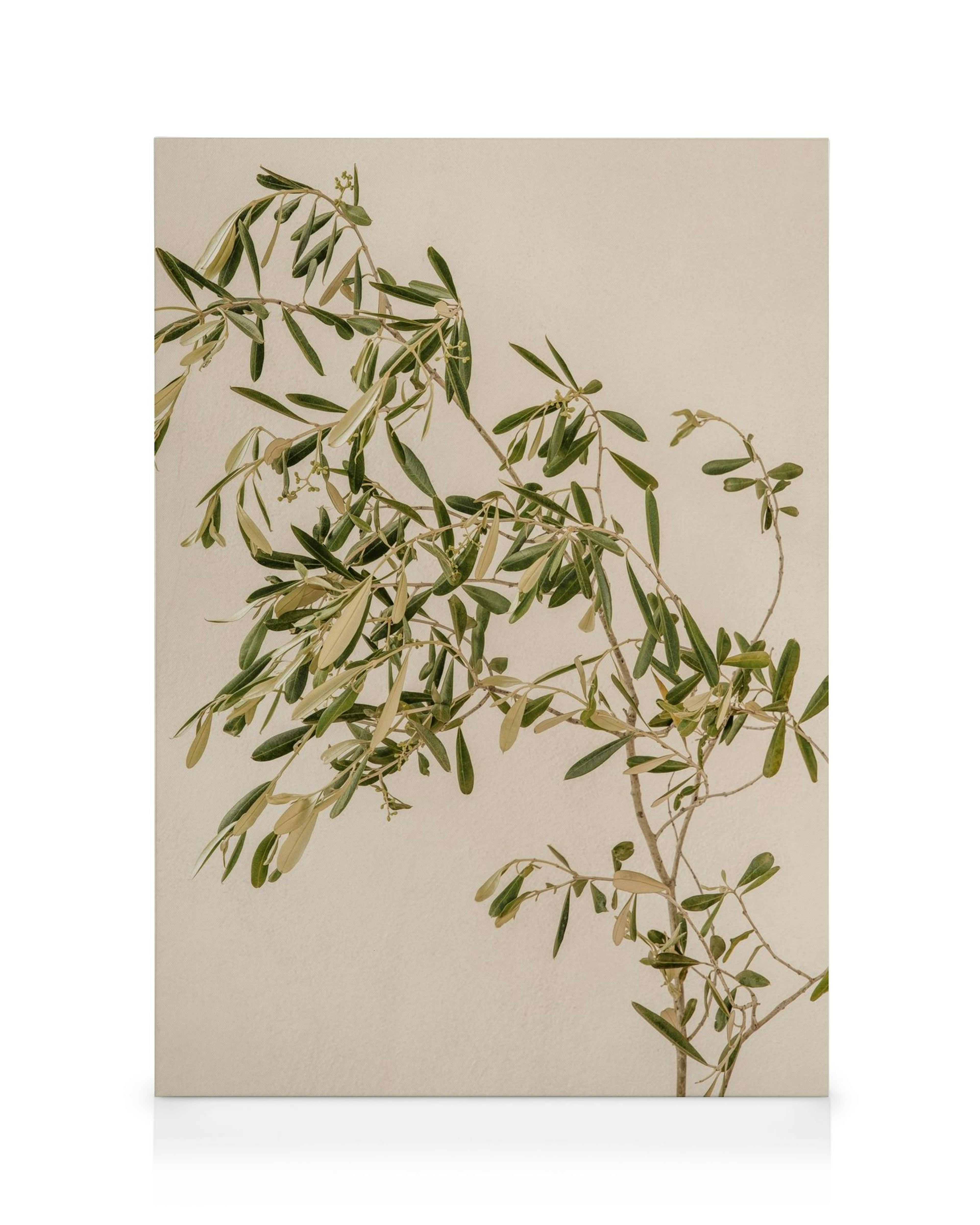 Leinwandbild mit Olivenzweig, grünen Blättern und kleinen Blüten auf beigem Hintergrund, mediterranes Motiv.