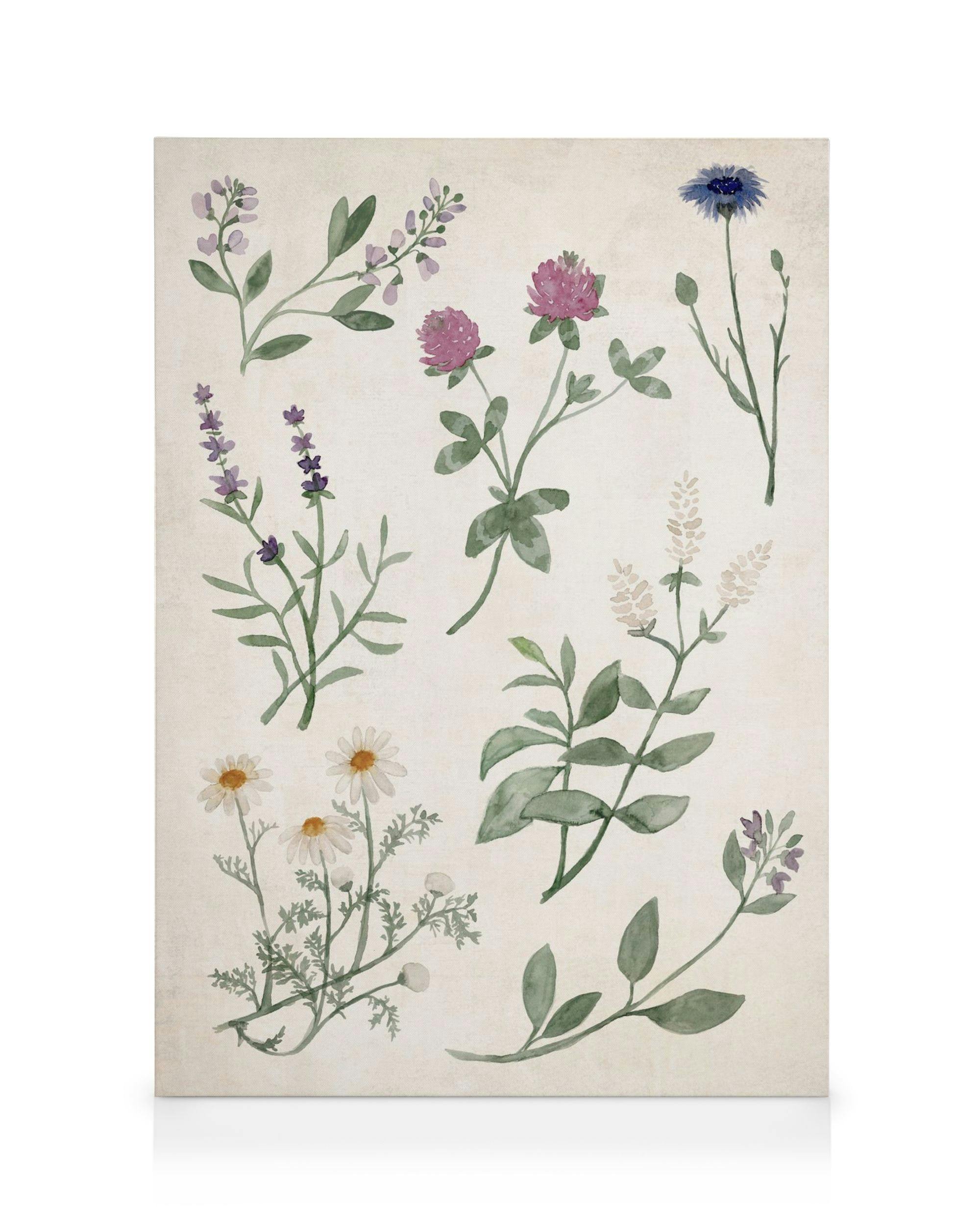 Herbs and Wildflowers Lerret (50x70 cm - Svart Ramme)