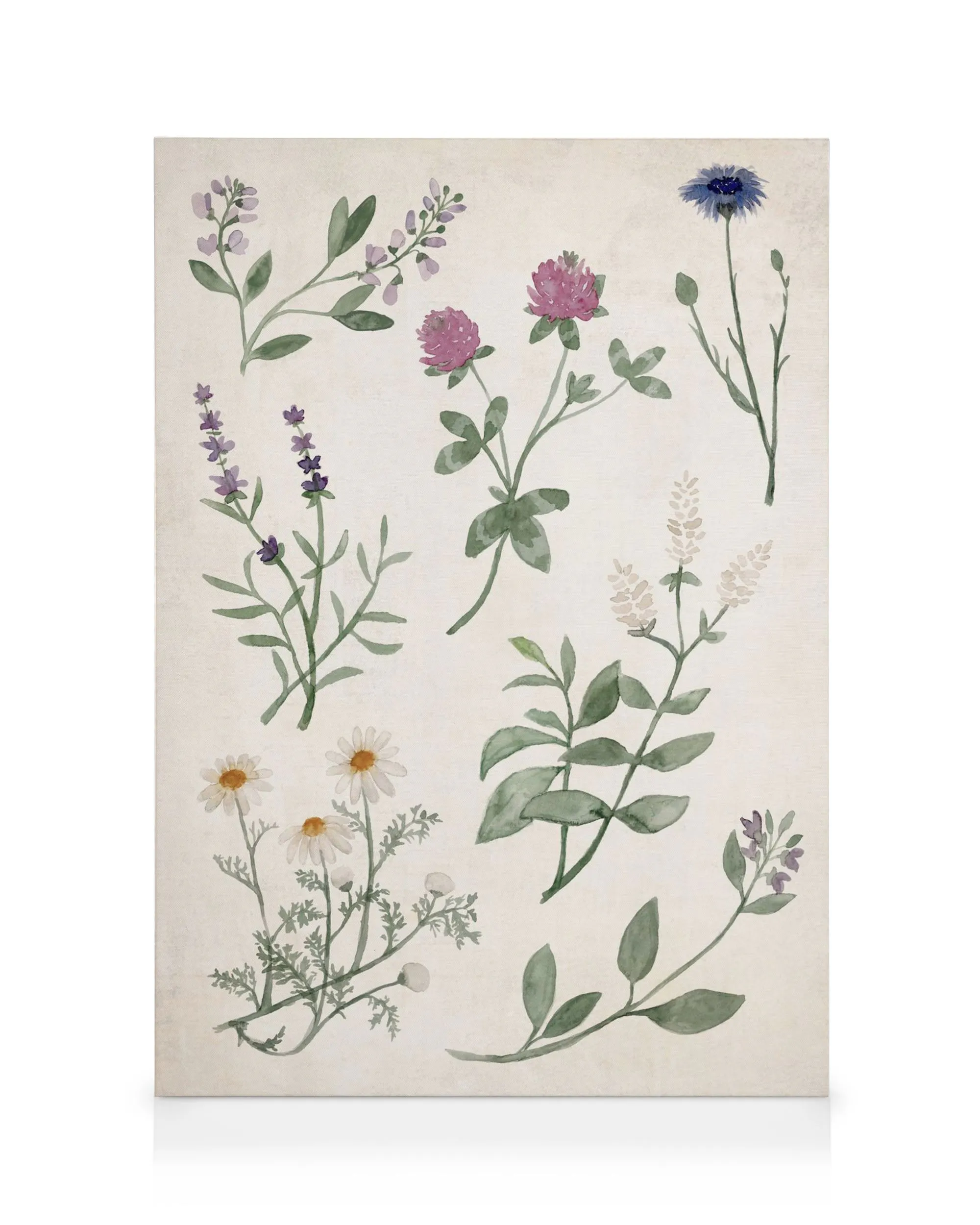 Leinwand mit Aquarell-Illustrationen von Kräutern und Wildblumen wie Lavendel, Klee, Kornblume und Kamille auf beigem Hintergrun