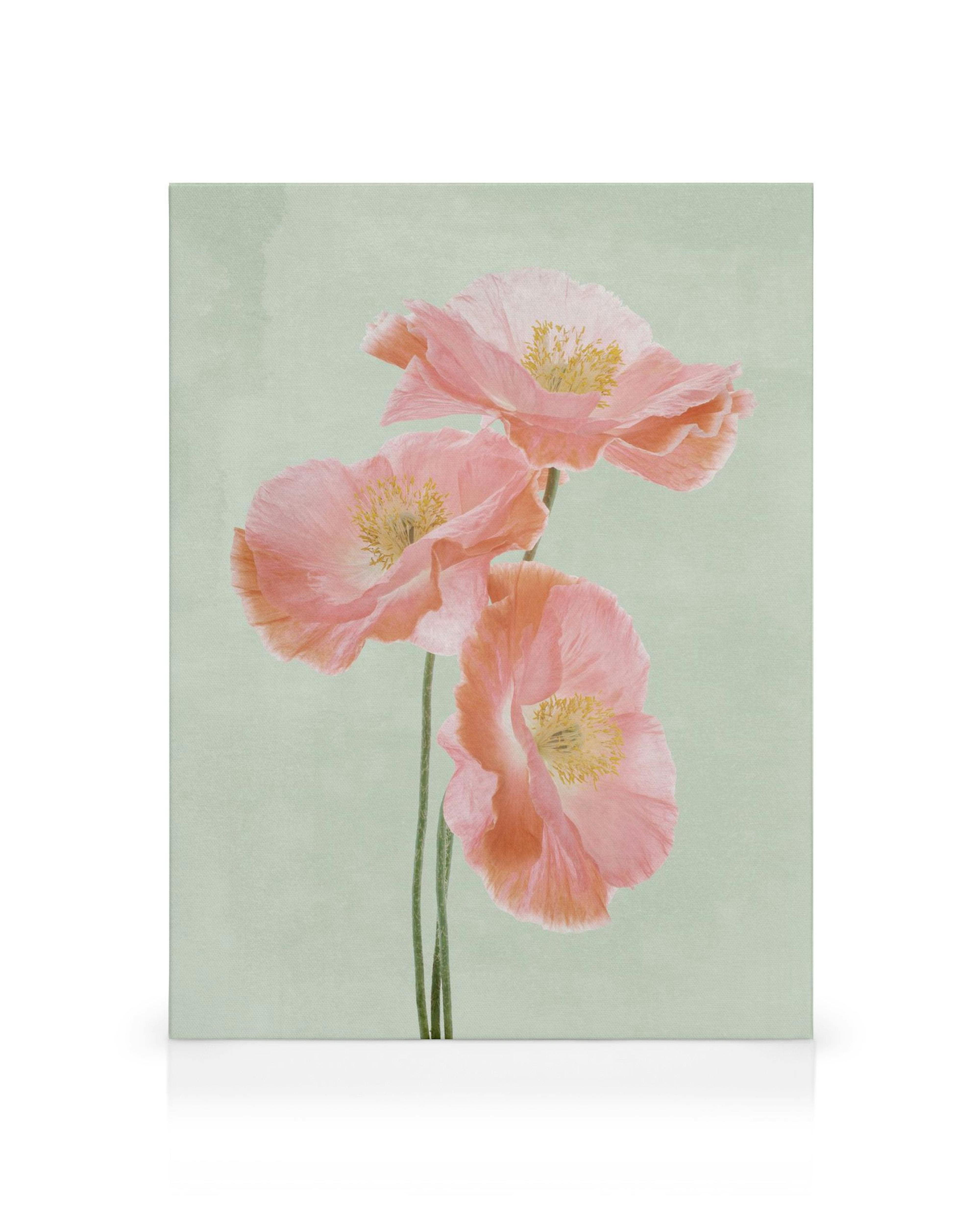 Leinwandbild mit drei zarten rosa Mohnblumen mit gelben Staubgefäßen auf hellgrünem Hintergrund, Kyoto Blumenmarkt Stil.