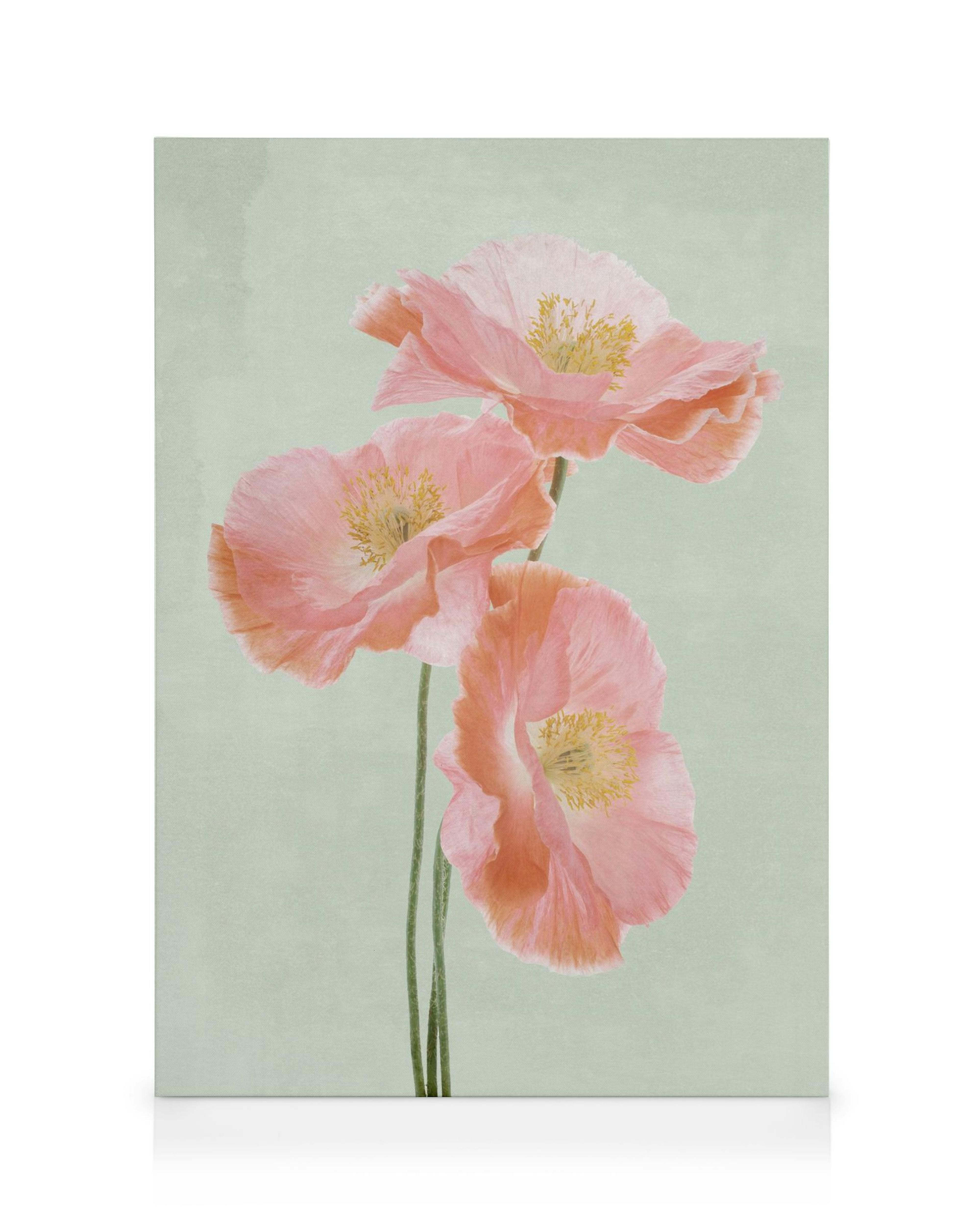 Leinwand mit drei rosafarbenen Mohnblumen auf hellgrünem Hintergrund, zarte Blütenblätter und gelbe Staubgefässe.
