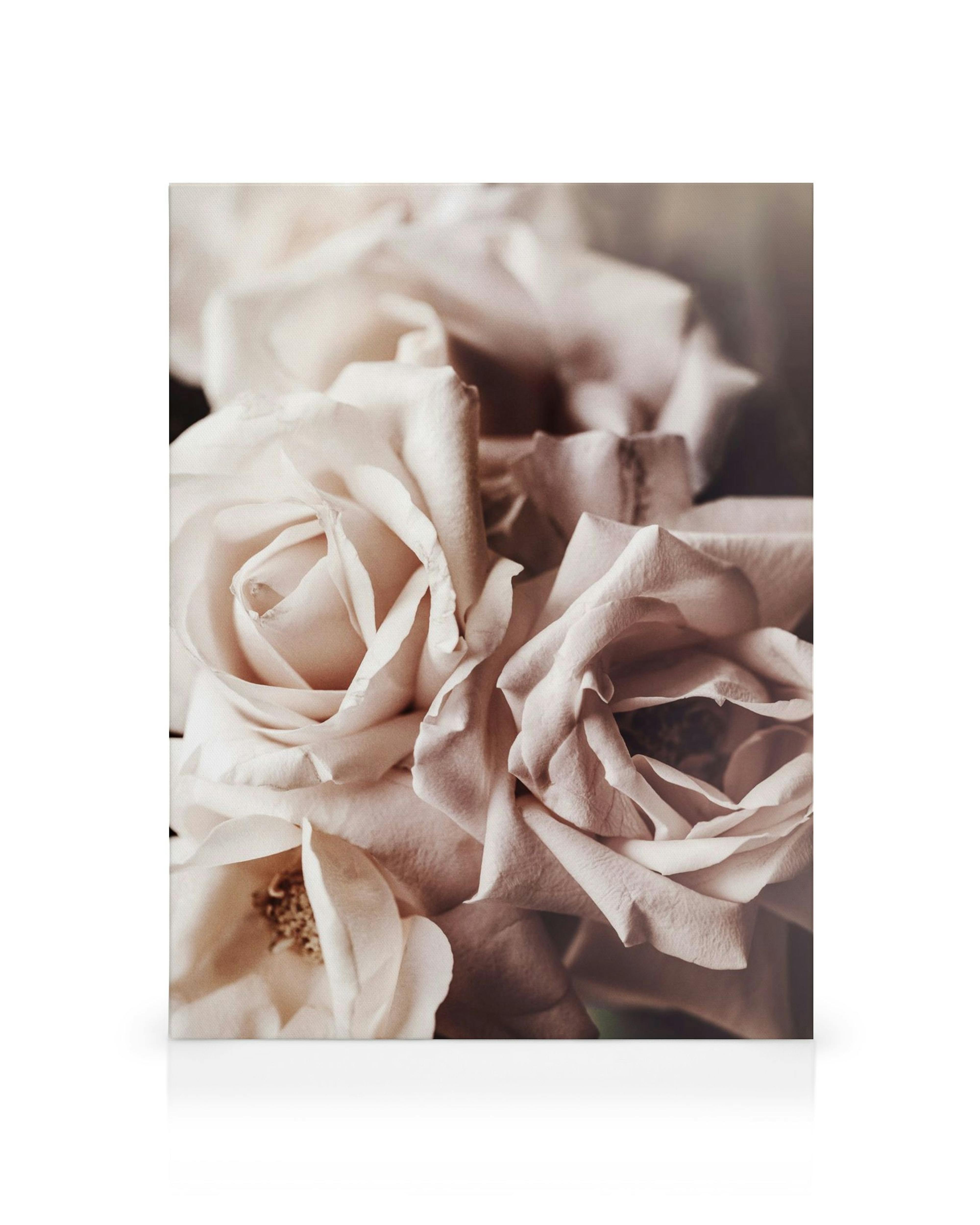 Stampa su tela di rose rosa pallido raggruppate, con morbidi petali e un sottile tono seppia vintage, arte floreale.