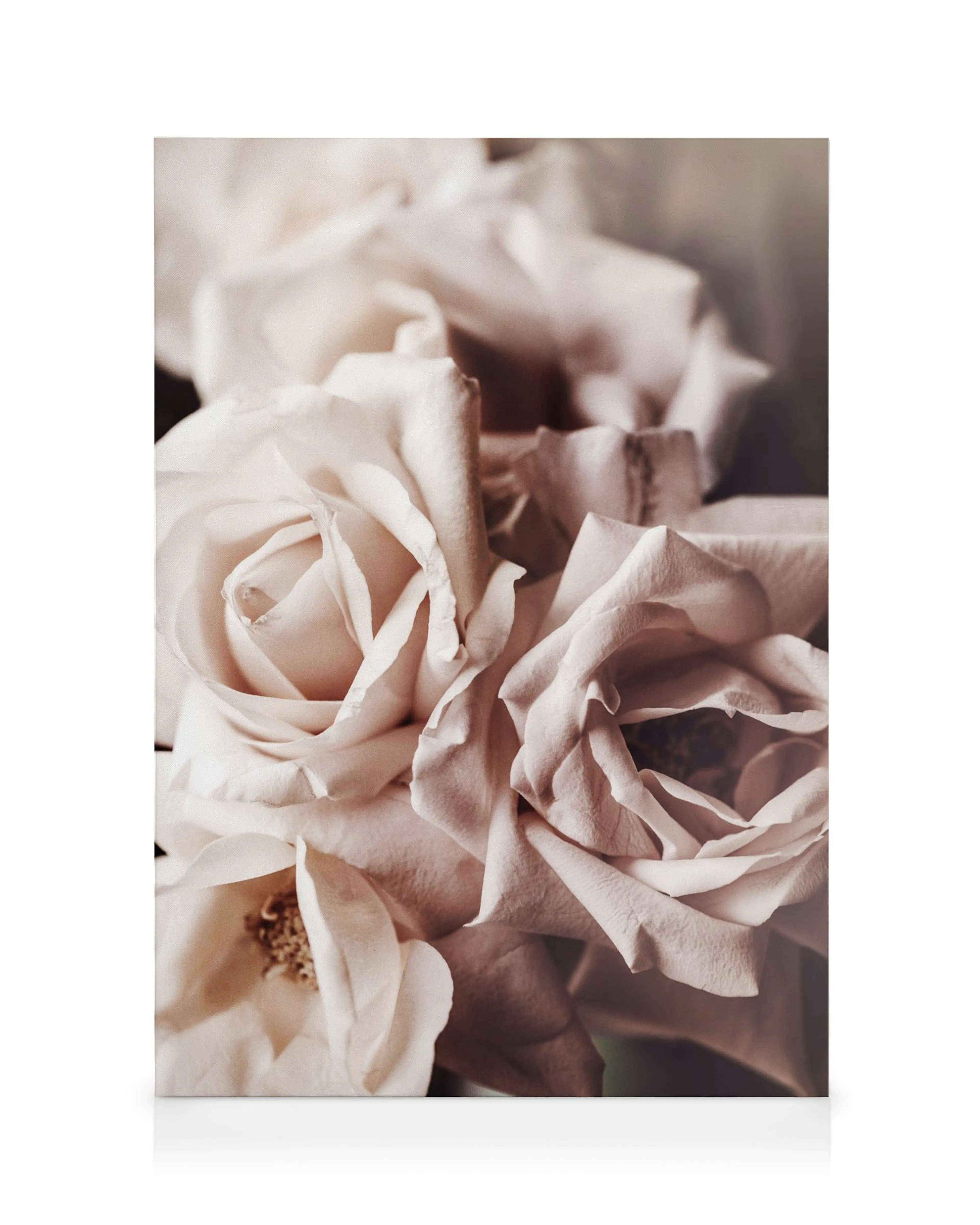 Canvas print of delicate pale pink roses with a vintage sepia tone, capturing their soft petals beautifully.