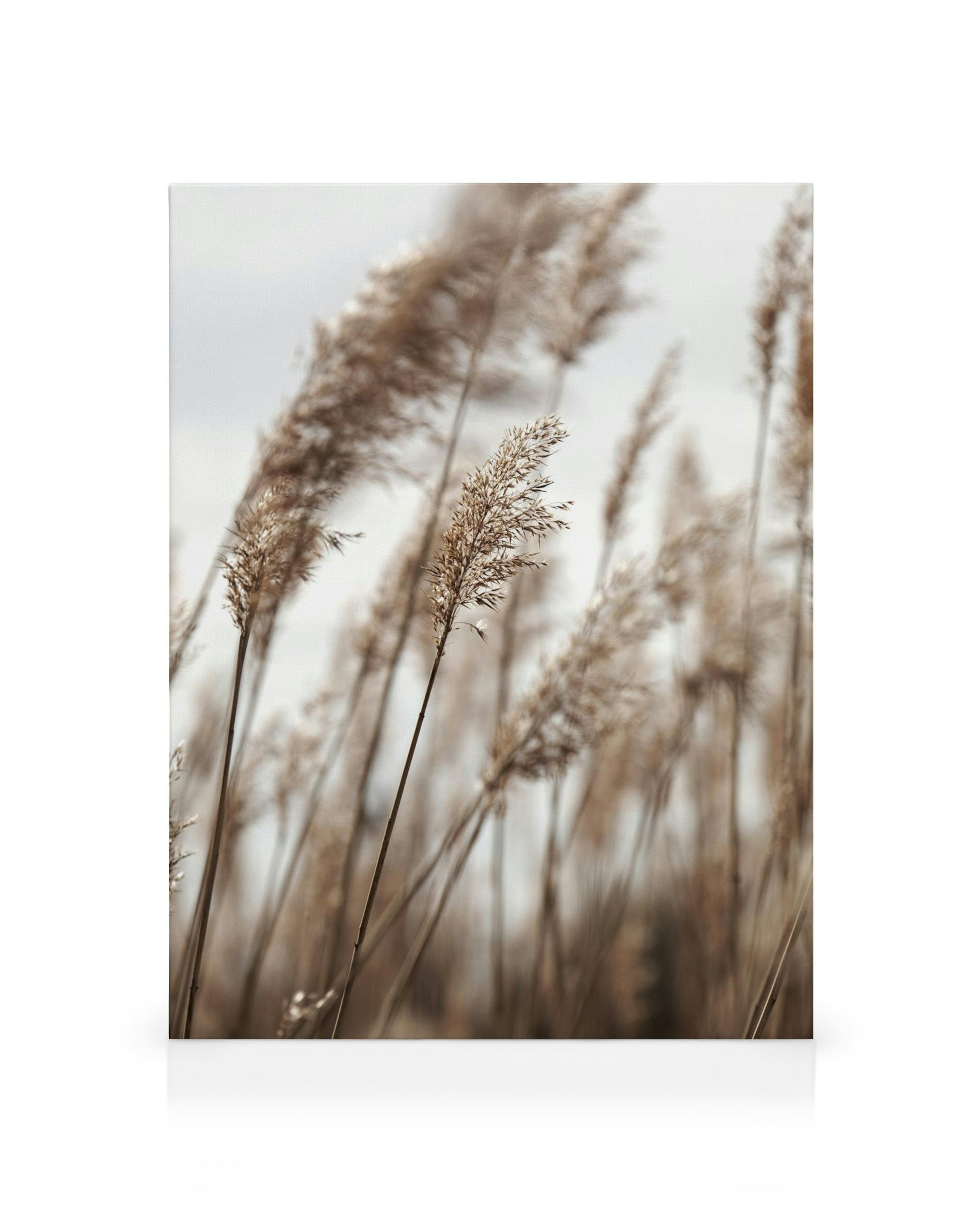Canvastavla med naturmotiv av högt, gyllenbrunt gräs och fluffiga toppar mot en ljus bakgrund, vilket ger en lugn och naturlig k