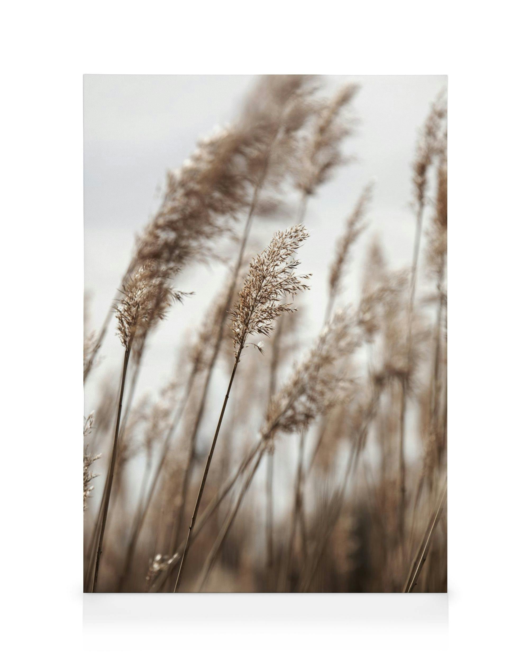 Swaying Reeds No1 Lienzo (30x40 cm)