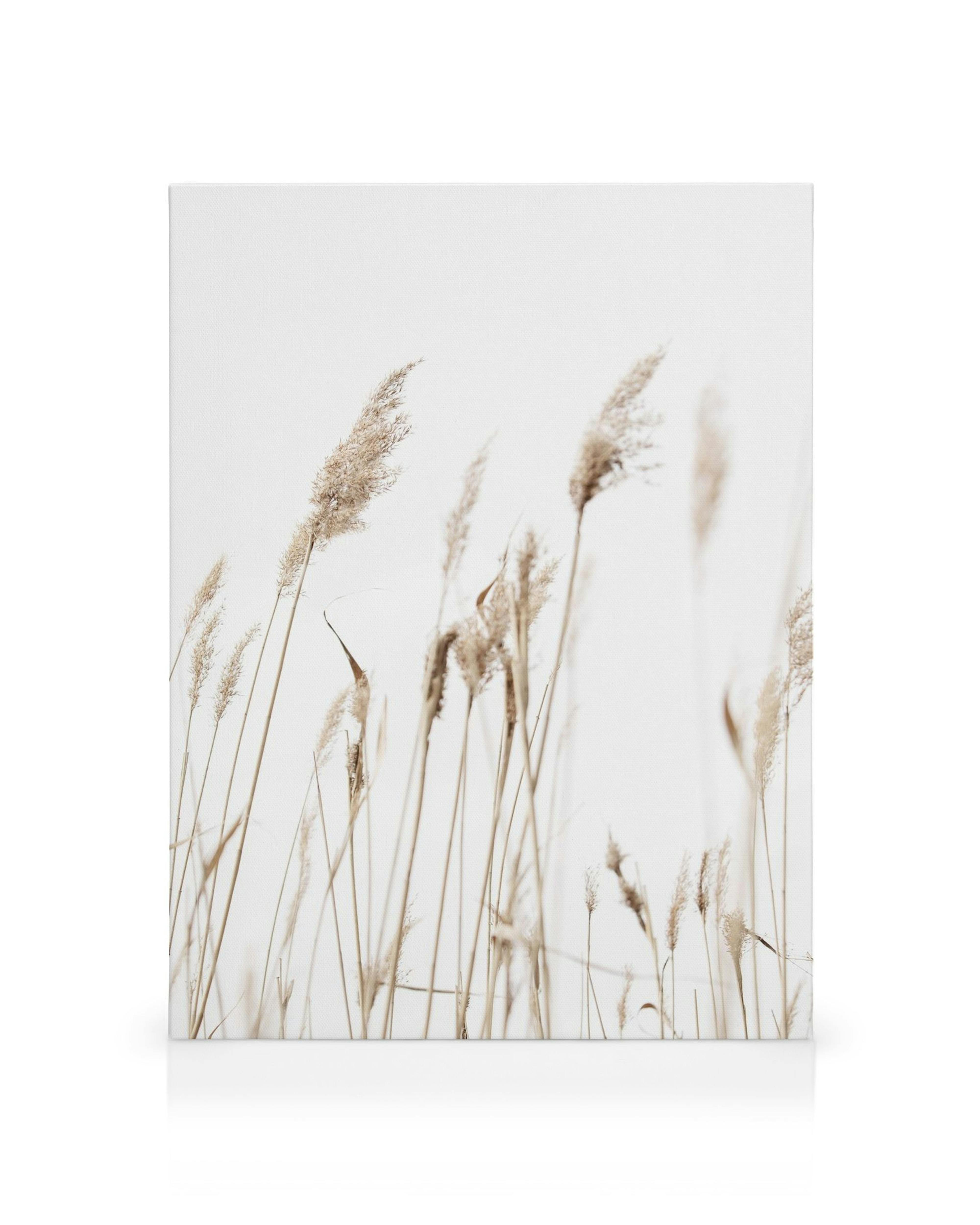 Stampa su tela con erbe palustri marroni e beige su sfondo bianco, arte botanica minimalista