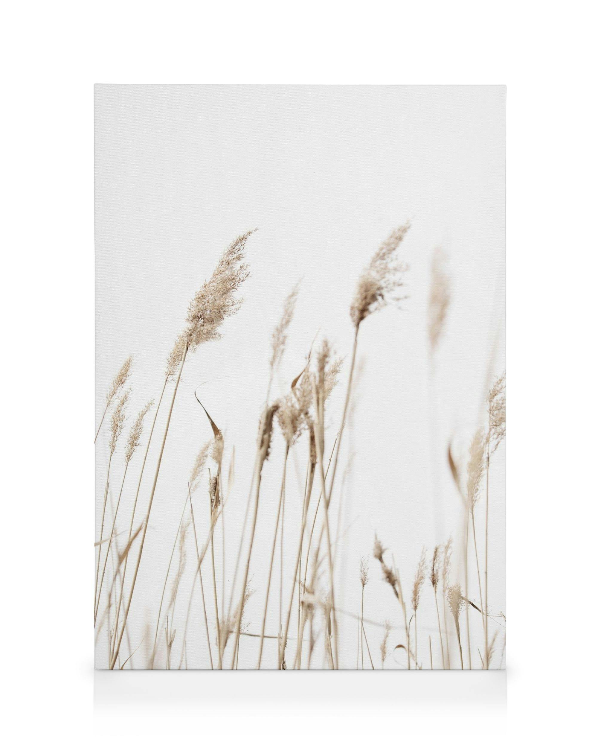 Canvas Prints Sunny Reeds No1 Canvas print (30x40 cm)