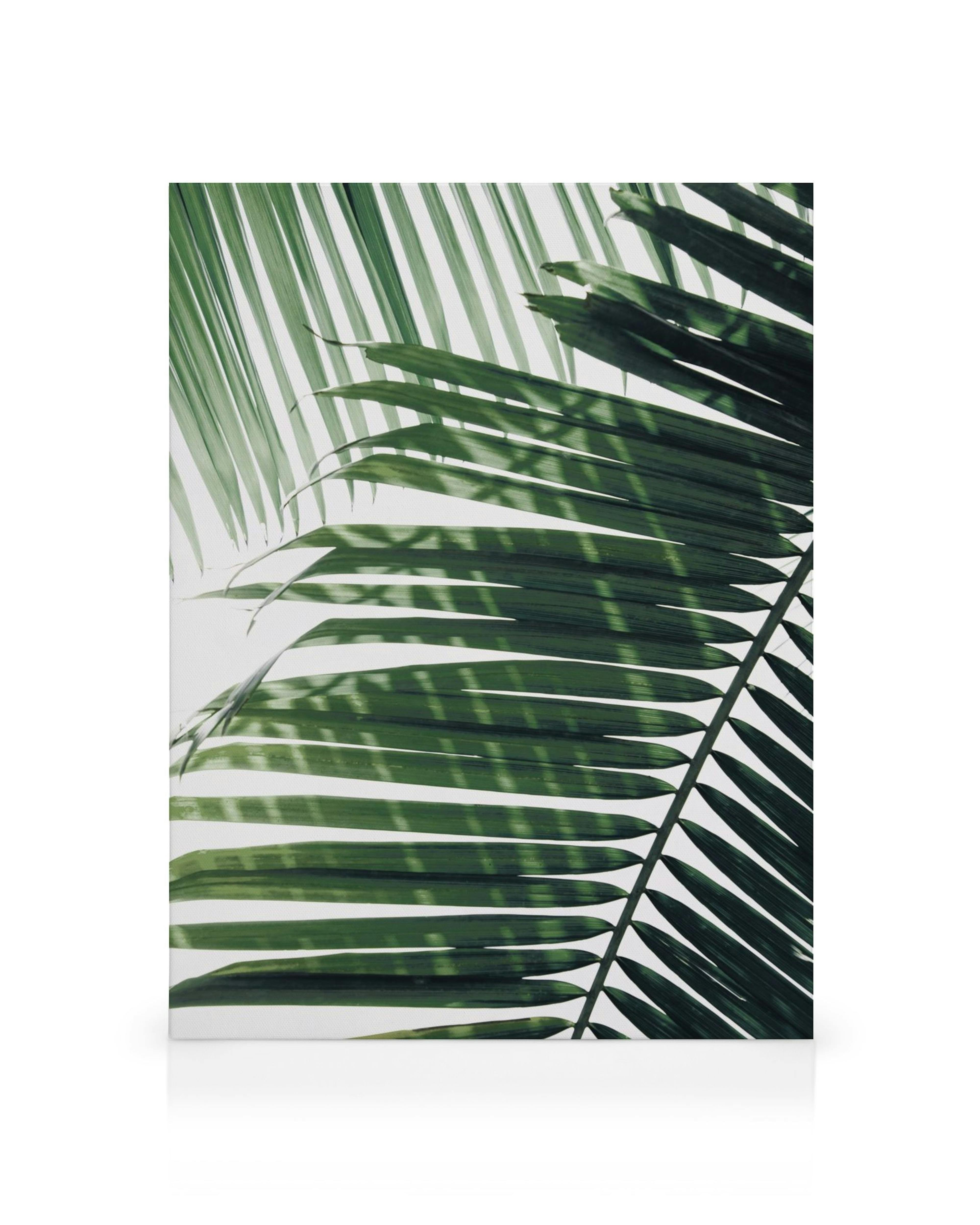 Obraz na płótnie Sunray Palm z nałożonymi zielonymi liśćmi palmowymi na białym tle, z równoległymi żyłkami i cieniami.