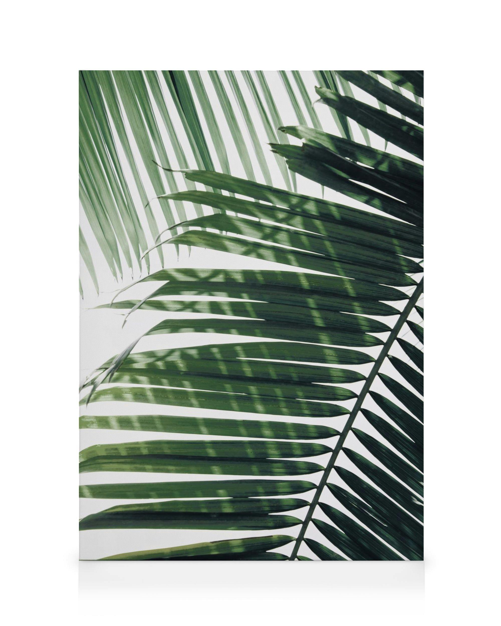 Sunray Palm Stampa su Tela (50x70 cm - Cornice in rovere)- Piante verdi