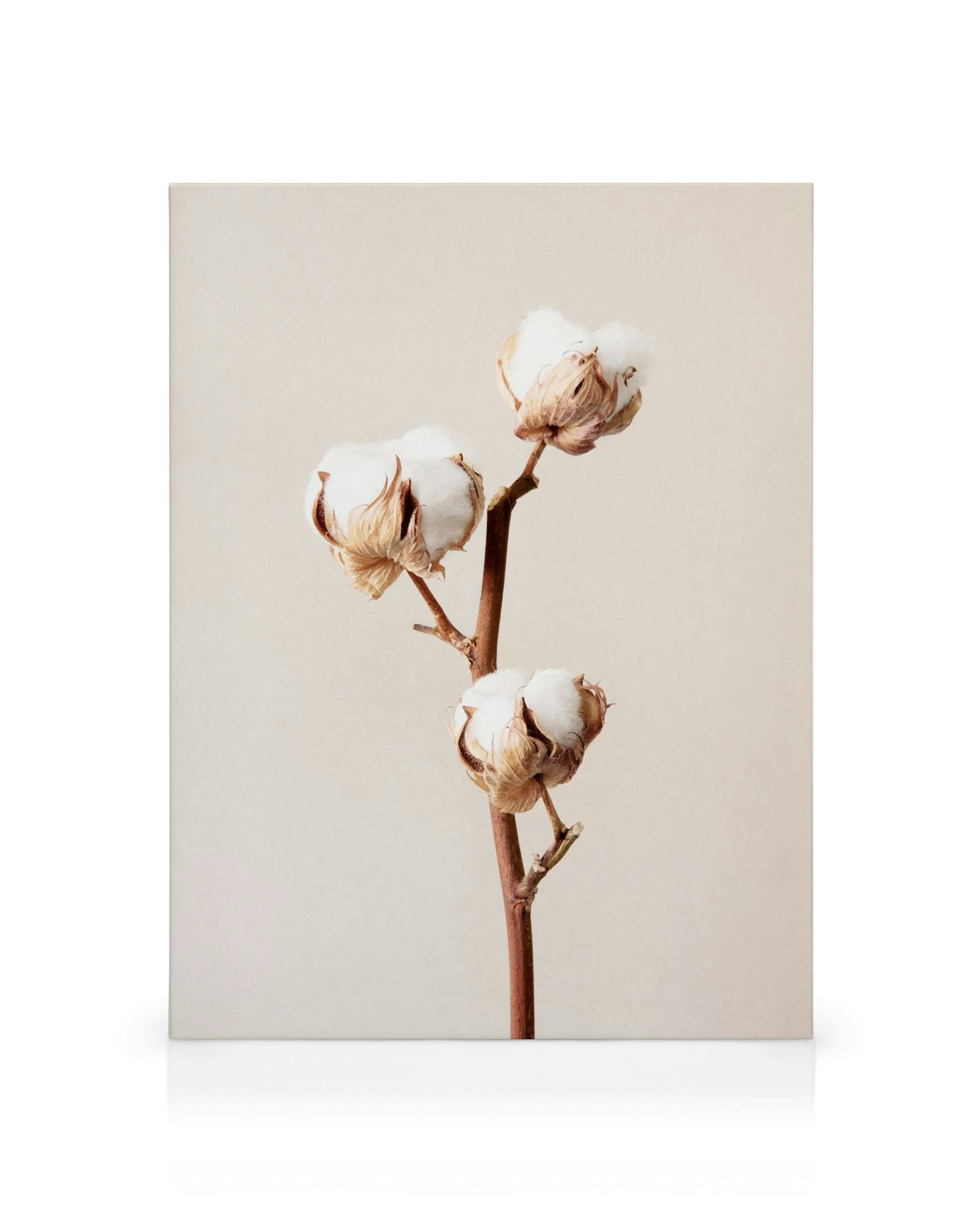 Toile avec typographie dune branche de coton et ses boules blanches sur fond beige clair