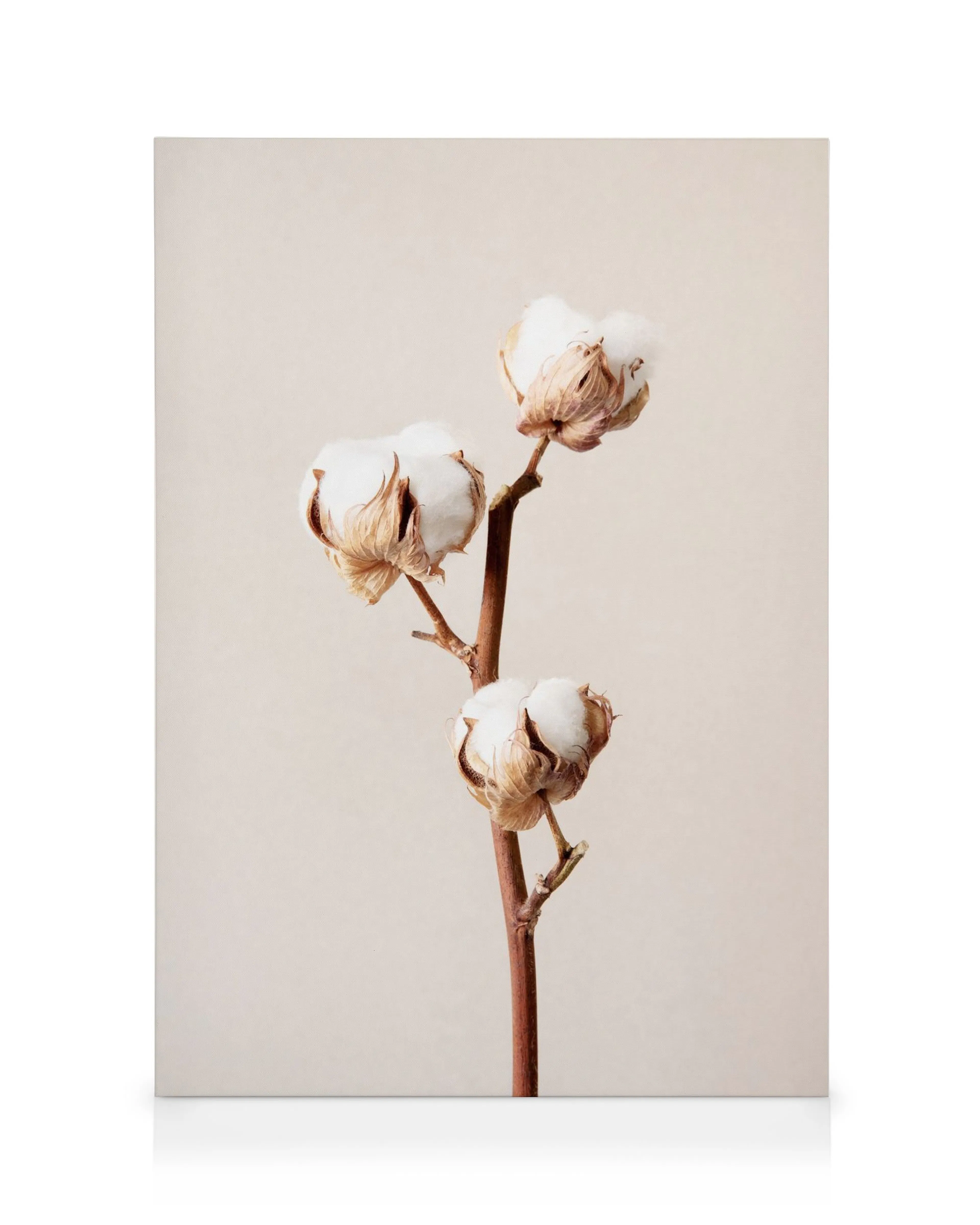 Canvas met illustratie van katoenplant met drie pluizige witte bollen op een lichtbeige achtergrond, perfect voor muurkunst.