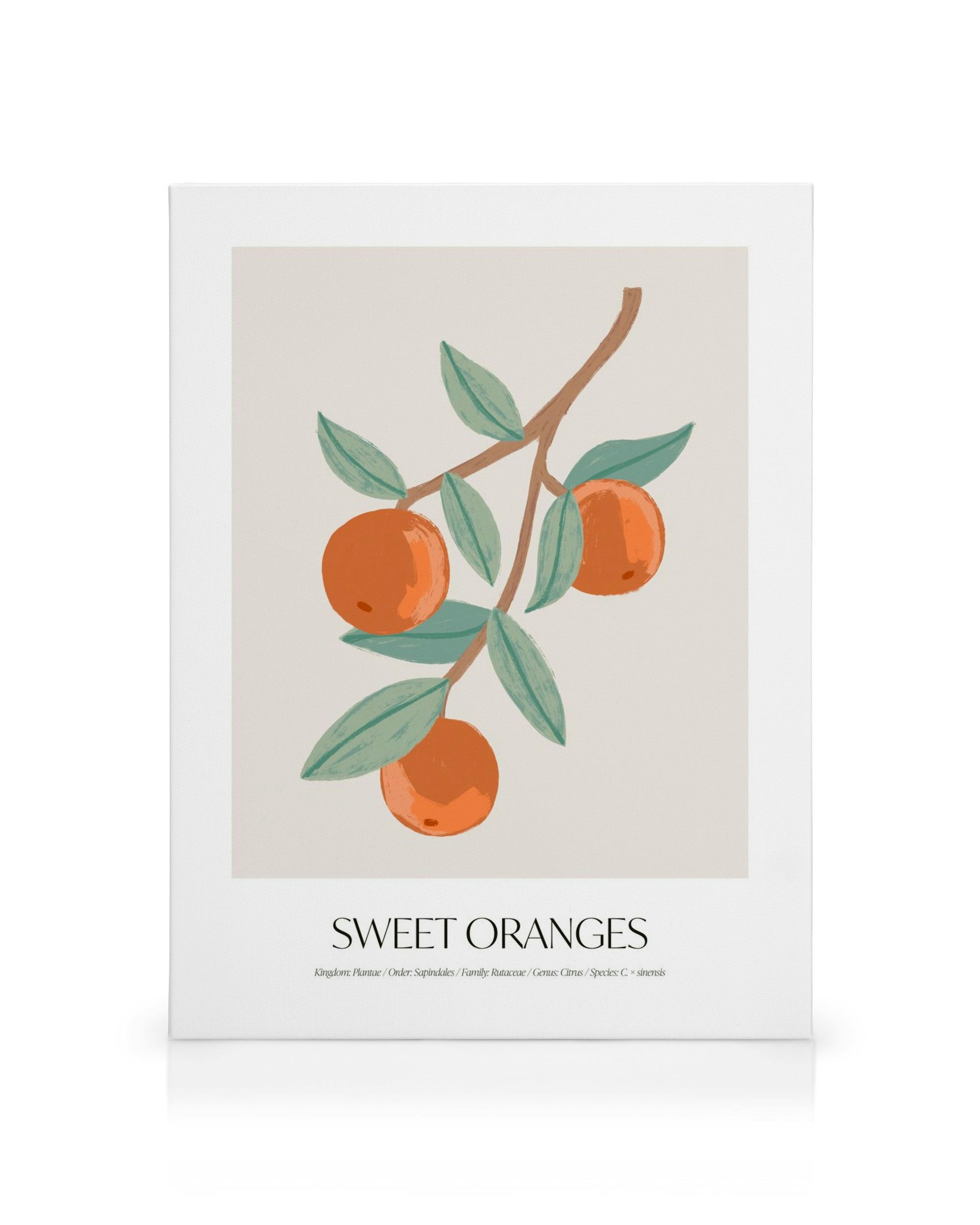 Obraz na plátně s ilustrací větve pomerančovníku se třemi oranžovými plody a zelenými listy na béžovém pozadí.