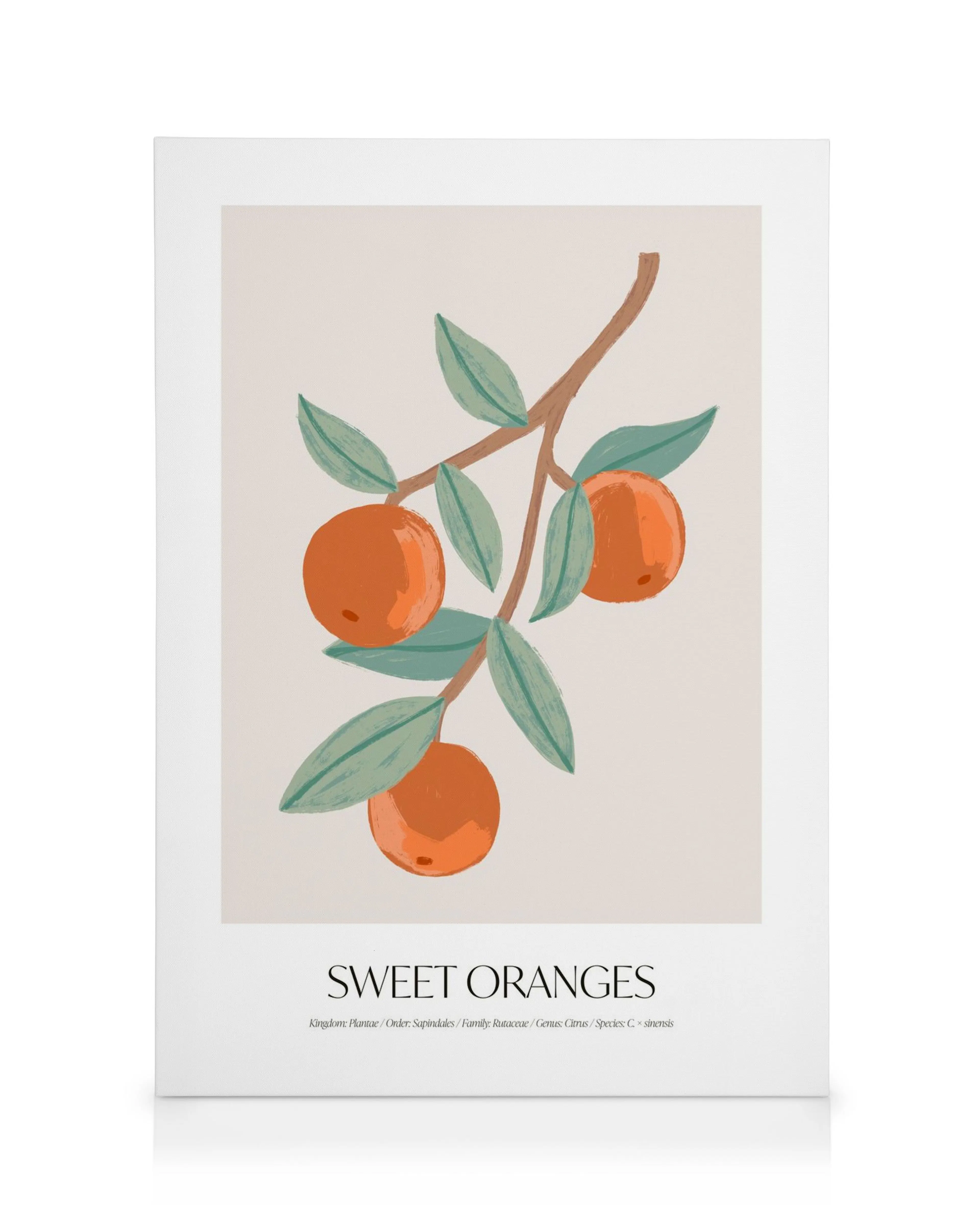 Sweet Oranges canvas print depicting five oranges on a branch with green leaves against a beige background. Artistic wall art.