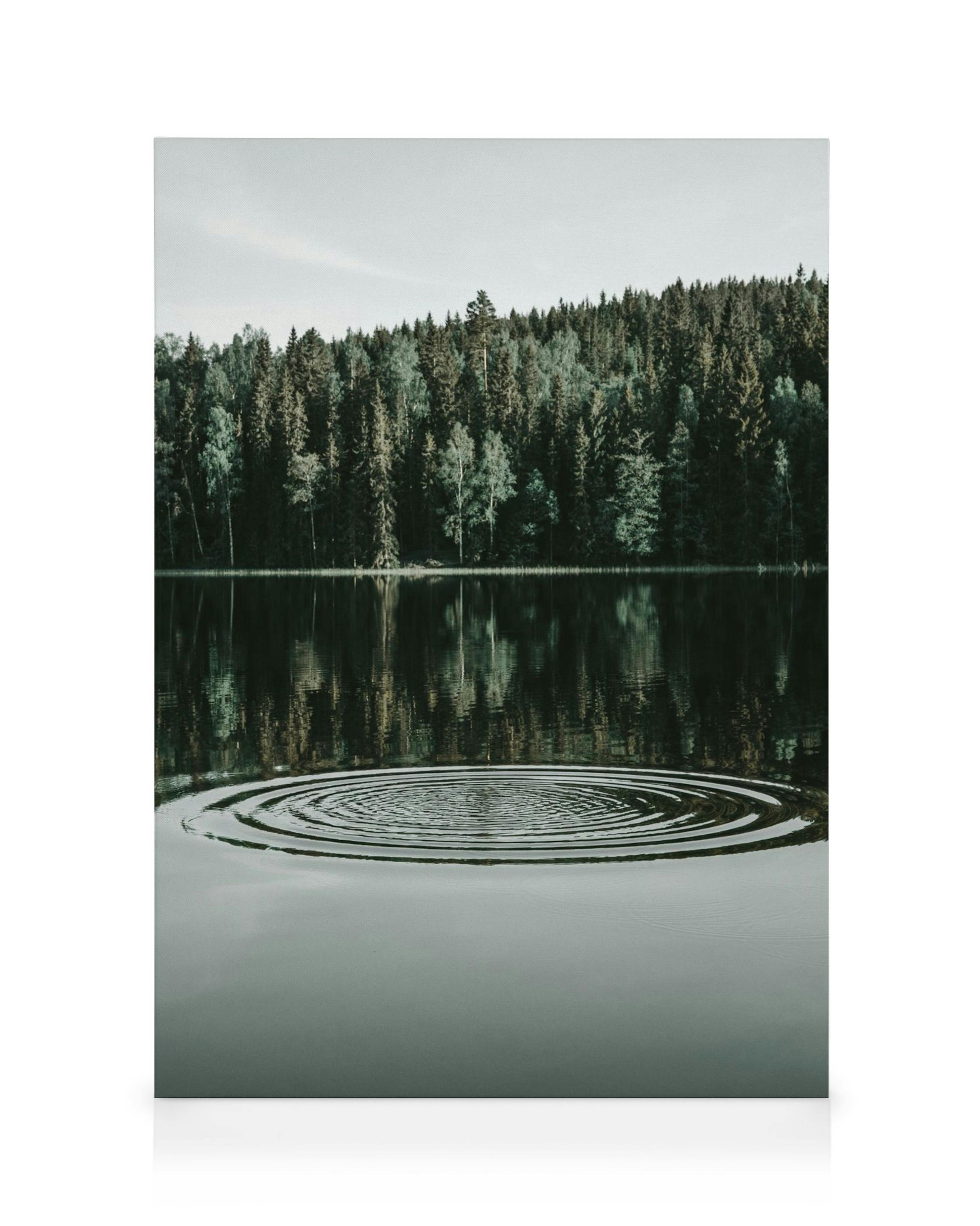 Lienzo de un sereno lago reflejando árboles verdes oscuros con un cielo claro y ondas concéntricas en el agua.