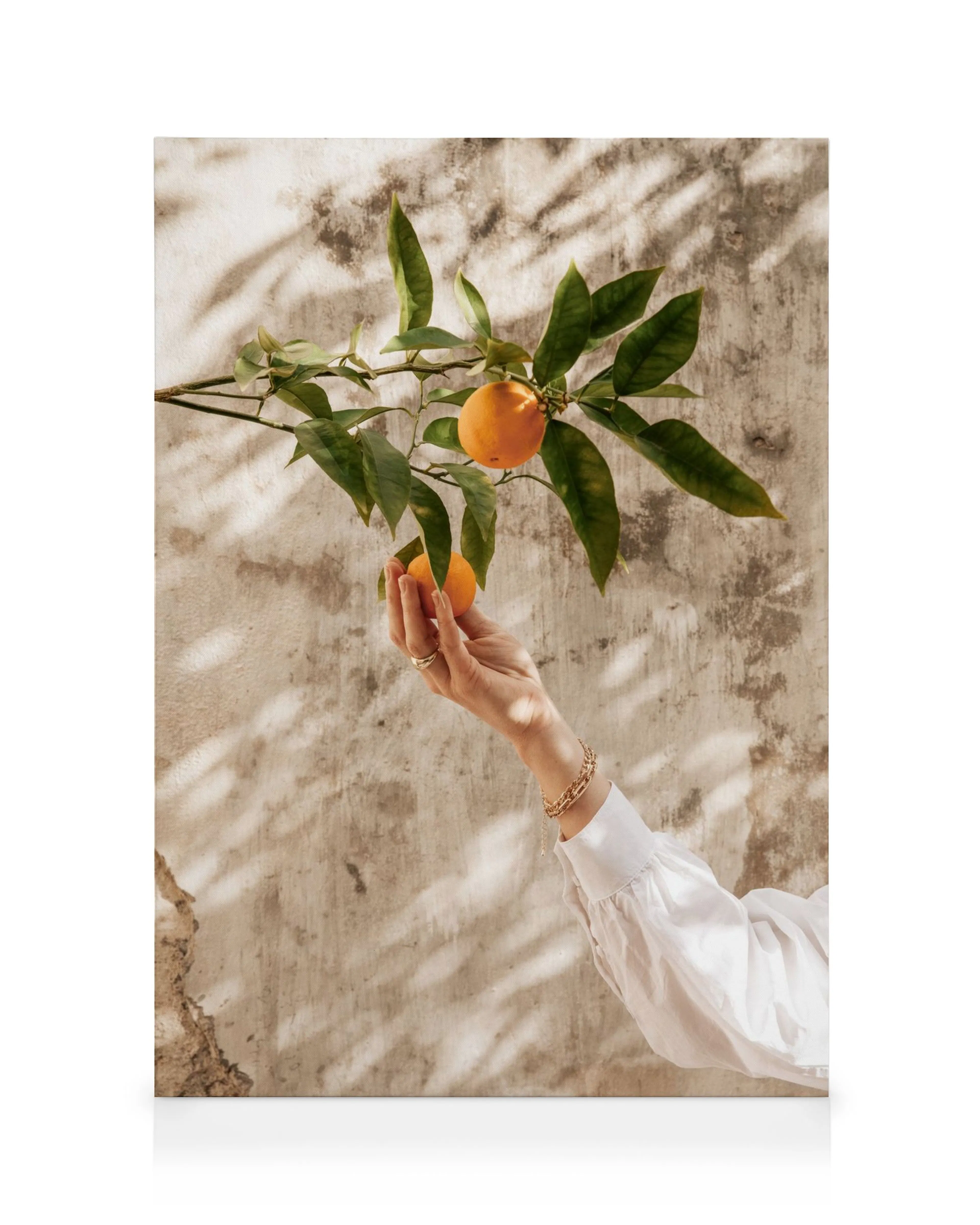 Hand reaching for oranges on a branch against a textured wall with sunlight and shadows, citrus canvas print.