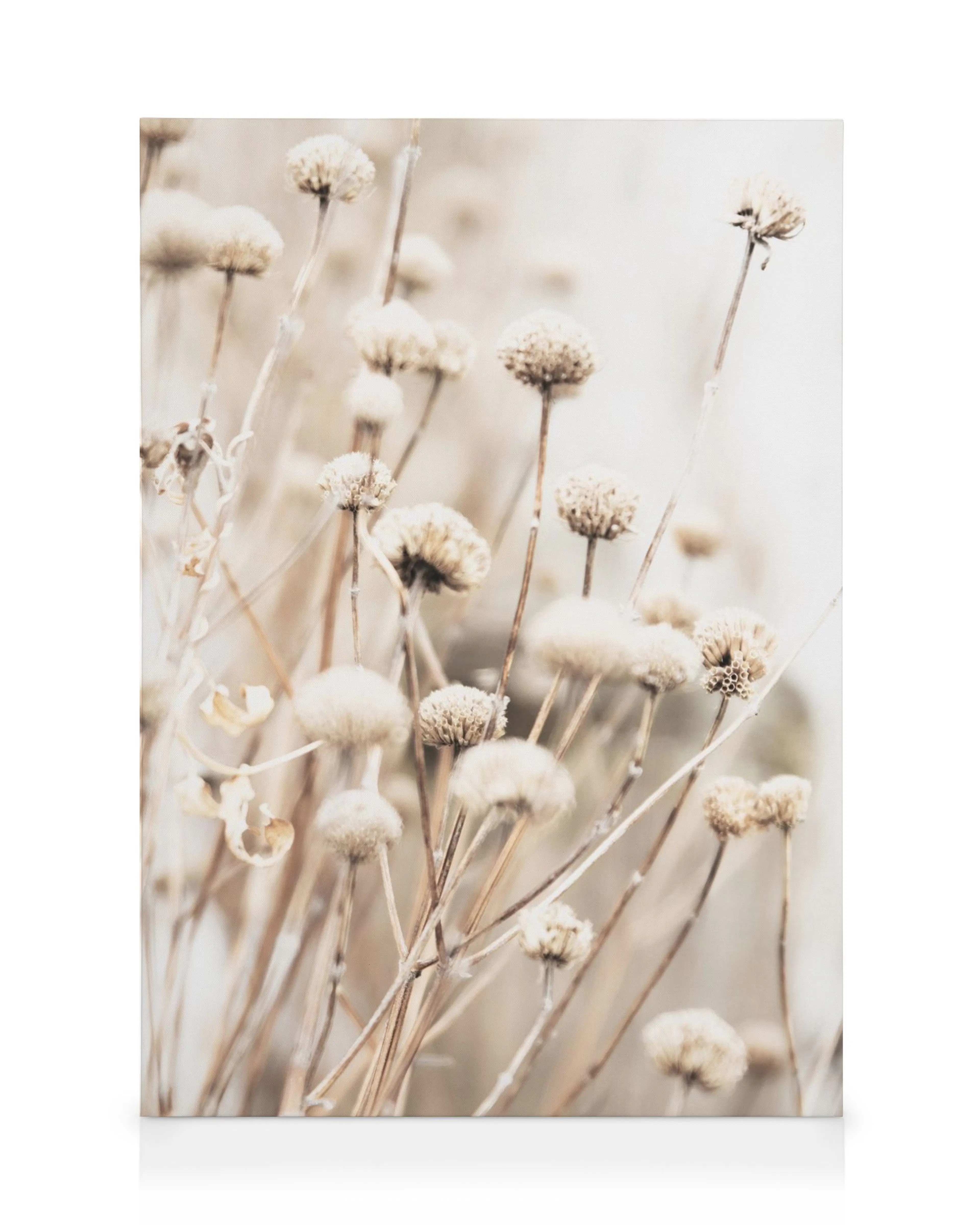 Canvas met gedroogde planten, zachte pluizige toppen in wit, beige en lichtbruin, wazige achtergrond.