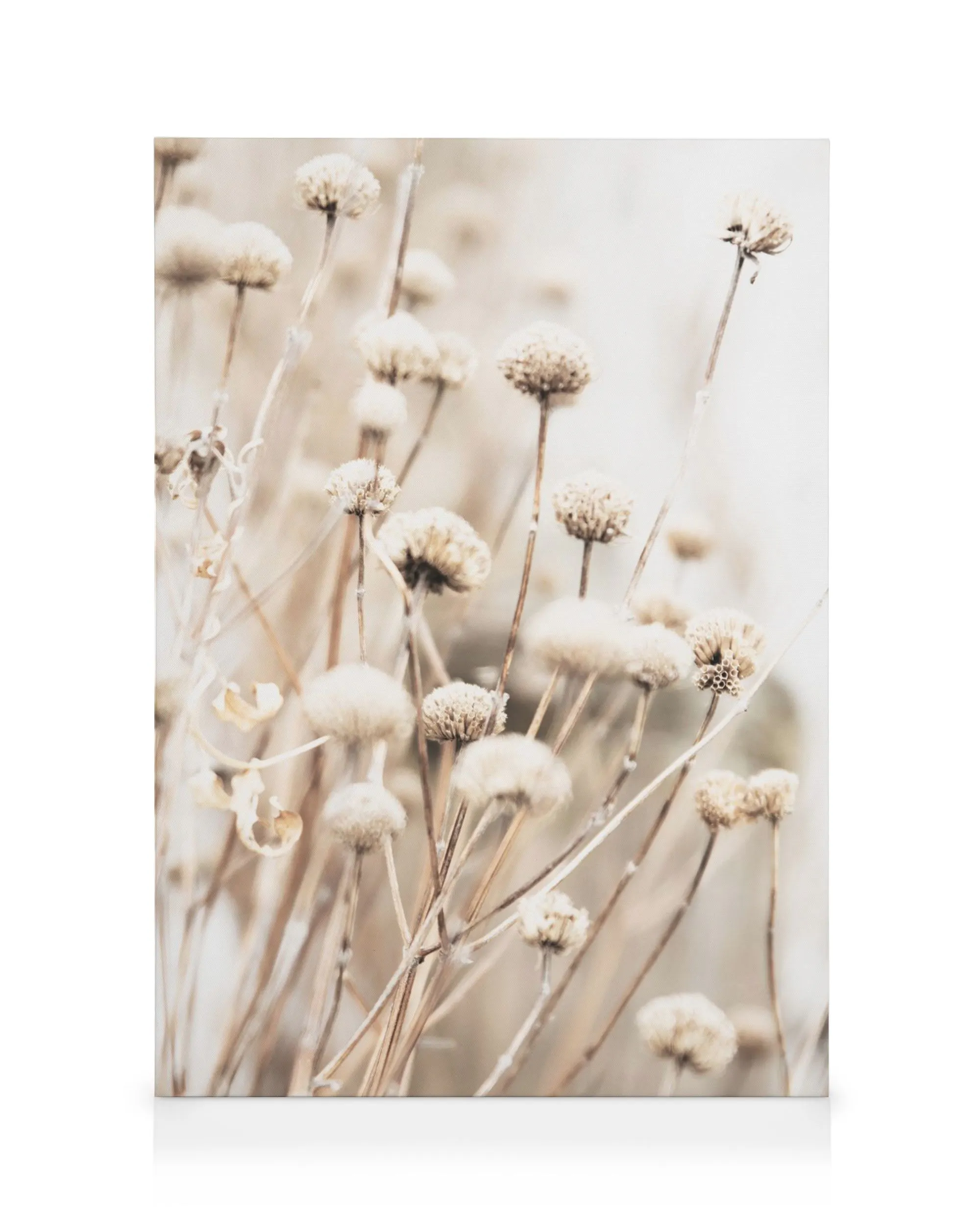 Herkät kuivat kukat kanvaasi, vaaleanruskeita ja valkoisia kukkia luonnollisessa, neutraalissa sävyssä.