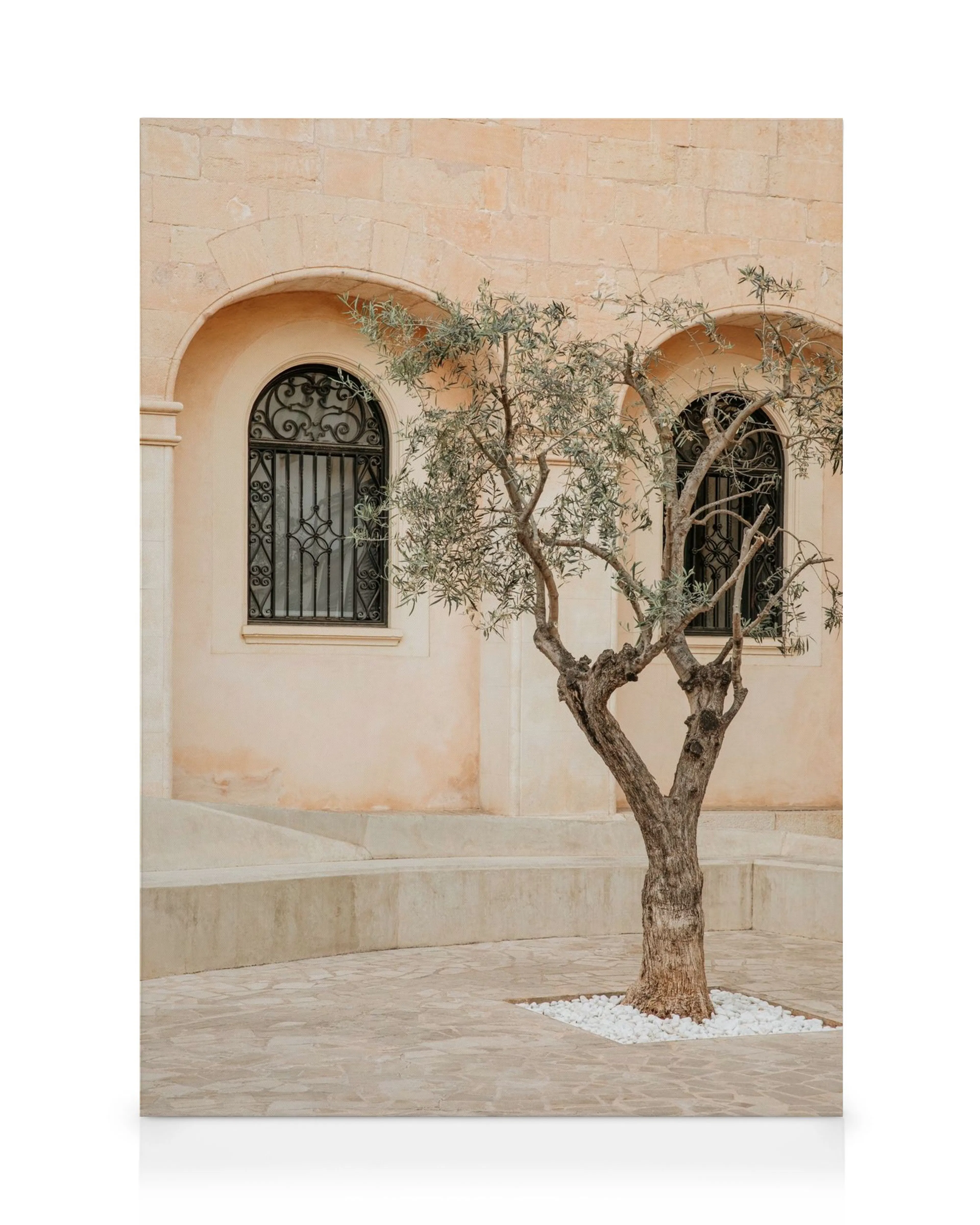 Lonely olive tree with a gnarled trunk and green leaves in front of a warm beige stone building with arched windows.