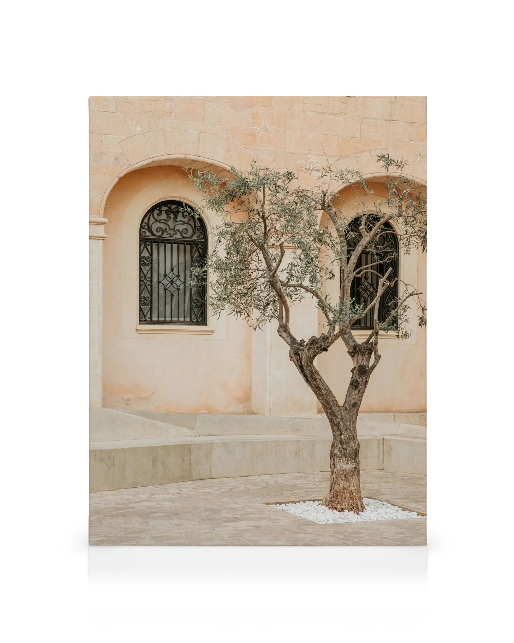 Lonely Olive Tree Leinwand
