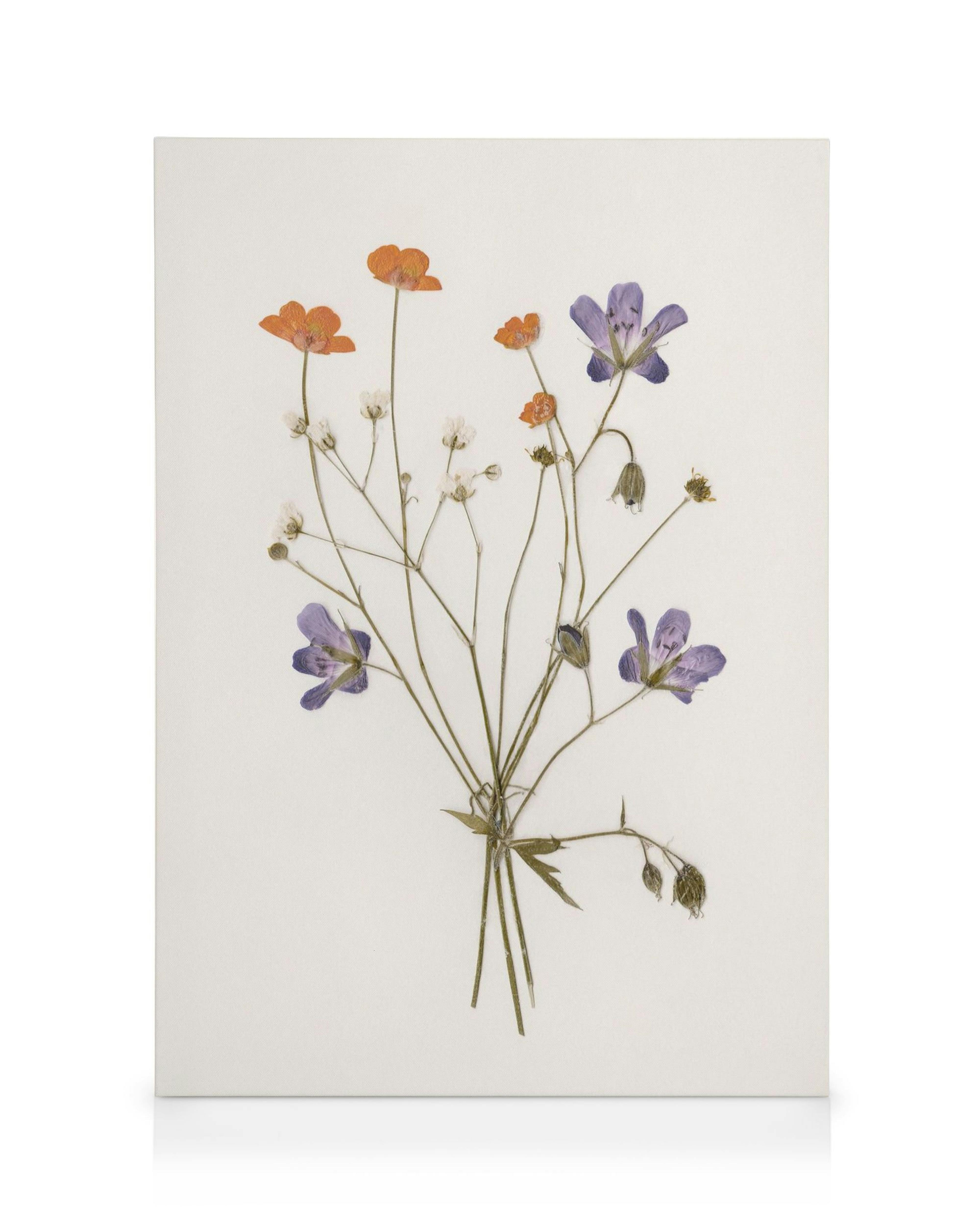 Lærred med pressede blomster, lilla og orange blomster på hvid baggrund, bundtet sammen.