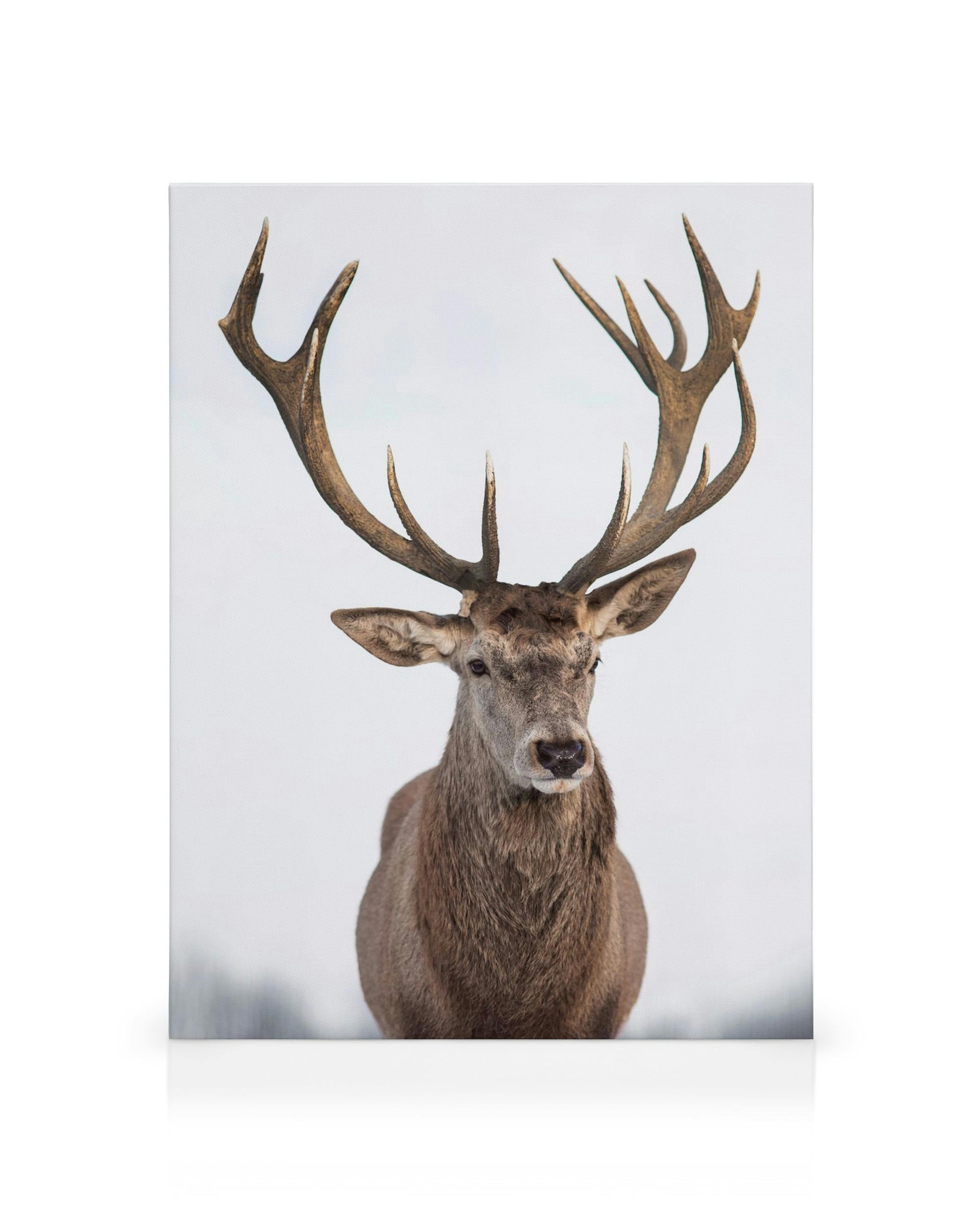 Toile cerf brun avec bois ramifiés, fourrure texturée et oreilles dressées sur fond blanc et gris clair.