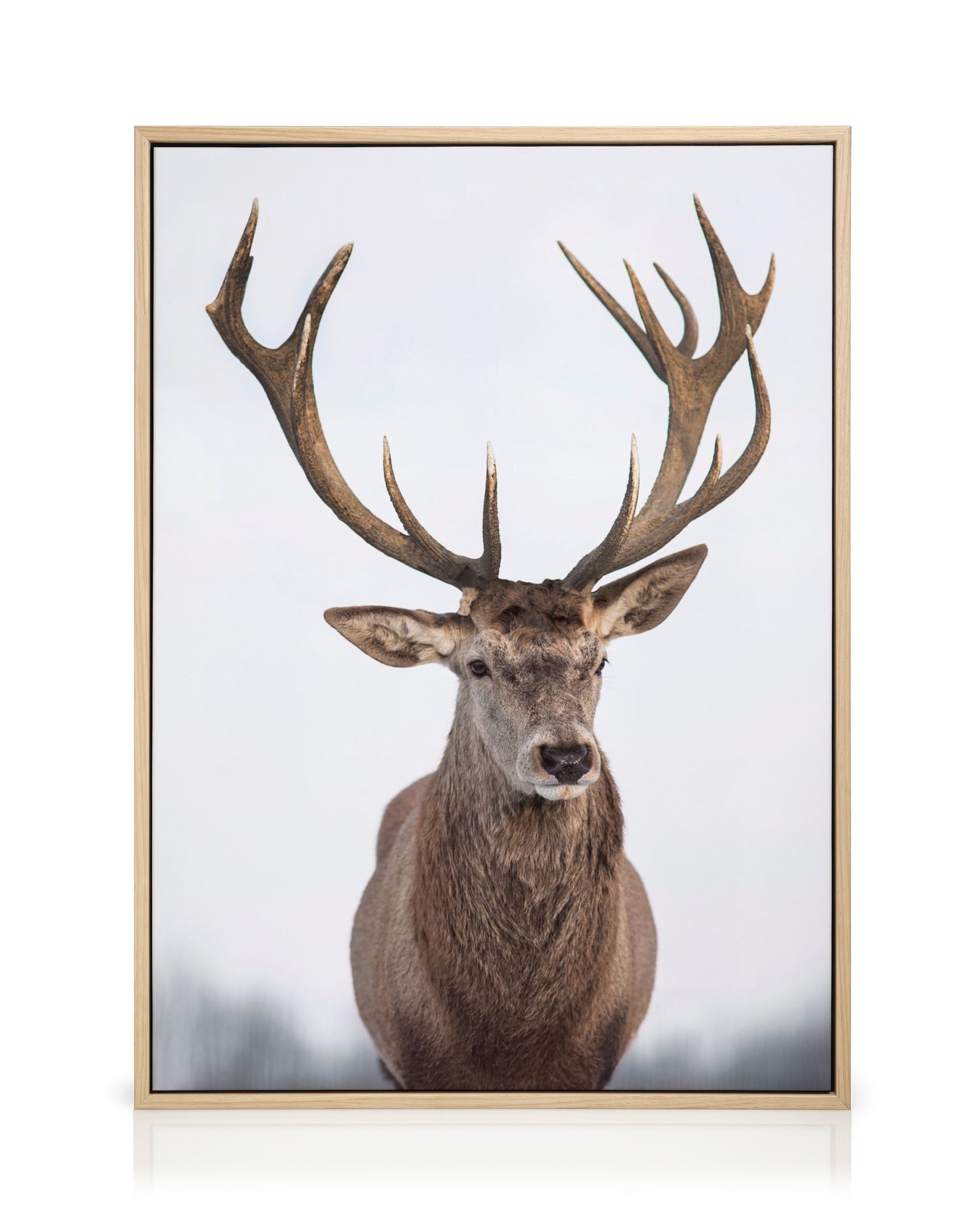 Majestic Deer Canvas Print – Nature Wall Art | Desenio