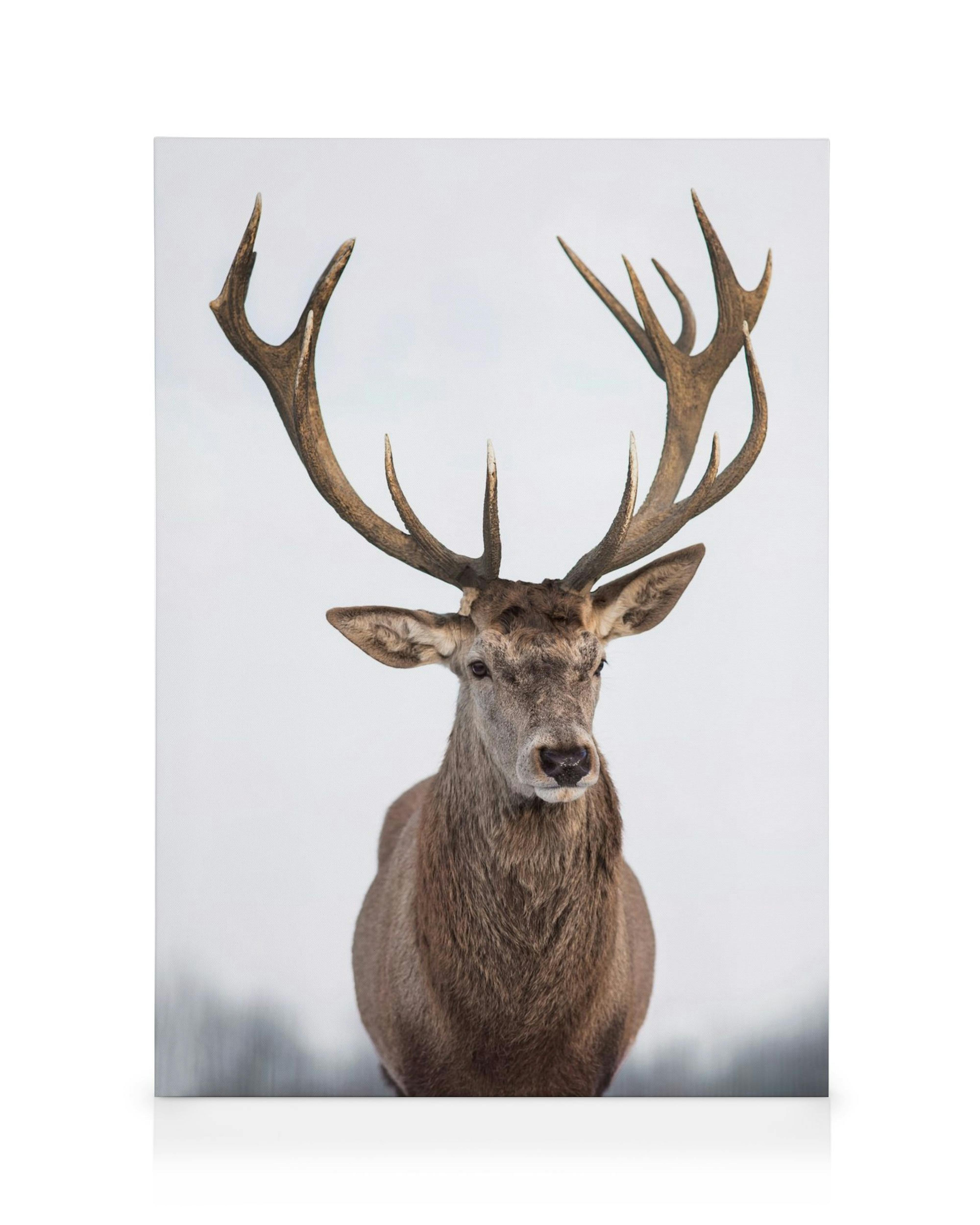 Obraz na płótnie brązowego jelenia z majestatycznymi porożami, teksturowaną sierścią na tle biało-szarym.
