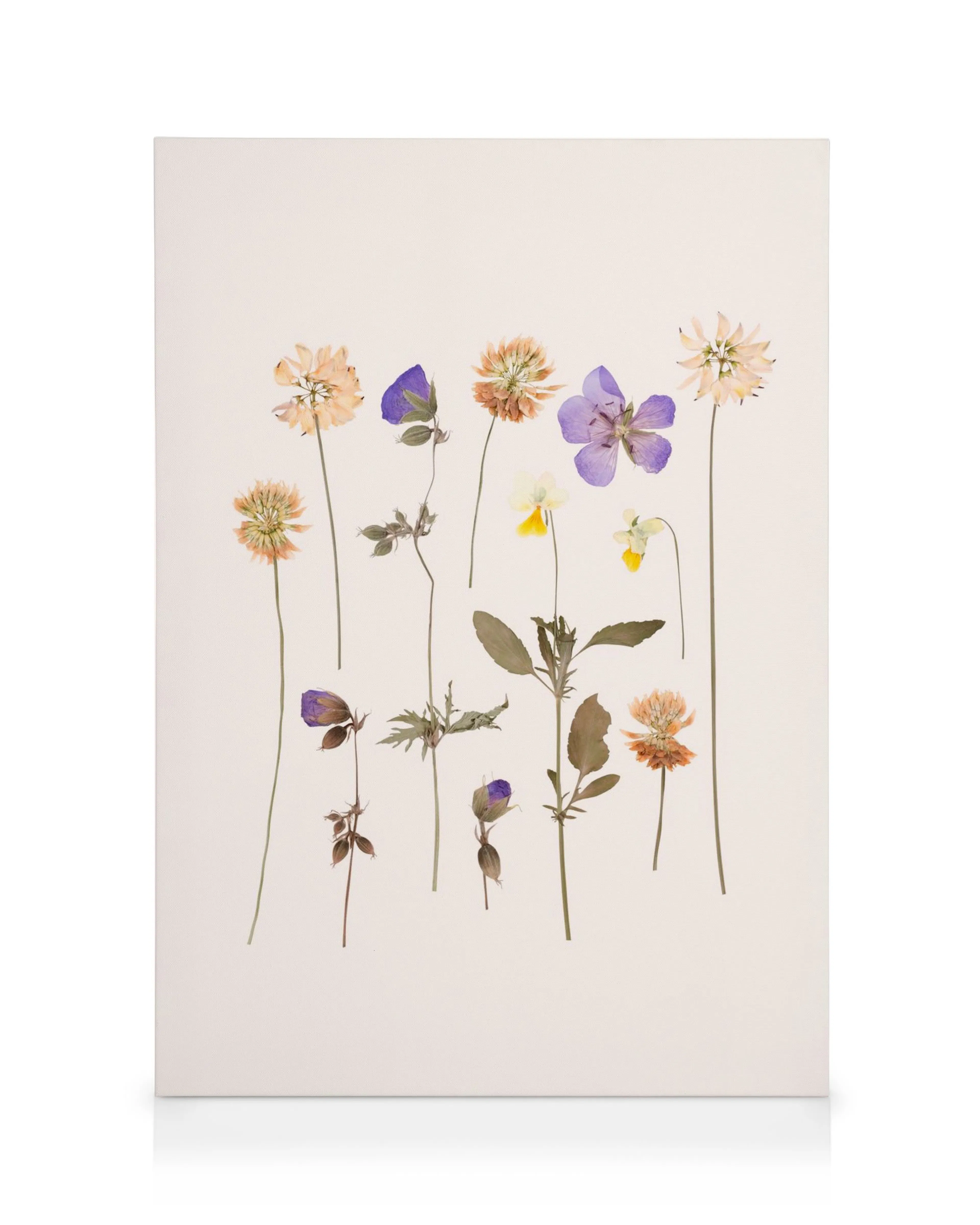 Lærred med pressede blomster i forskellige farver, herunder lyserød kløver, lilla violer og gule stemorsblomster.