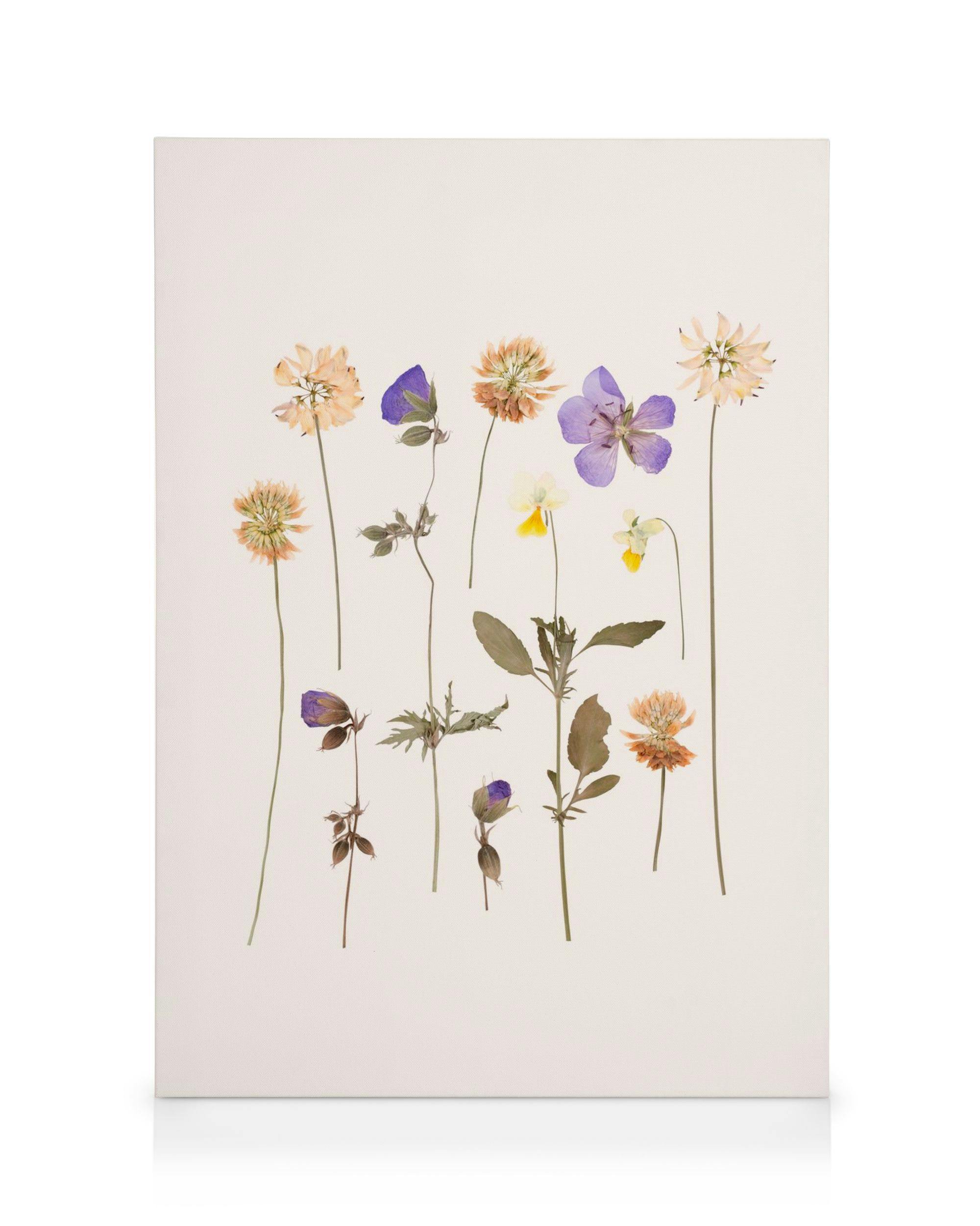 Canvas Prints Pressed Flowers No2 Canvas print (30x40 cm)