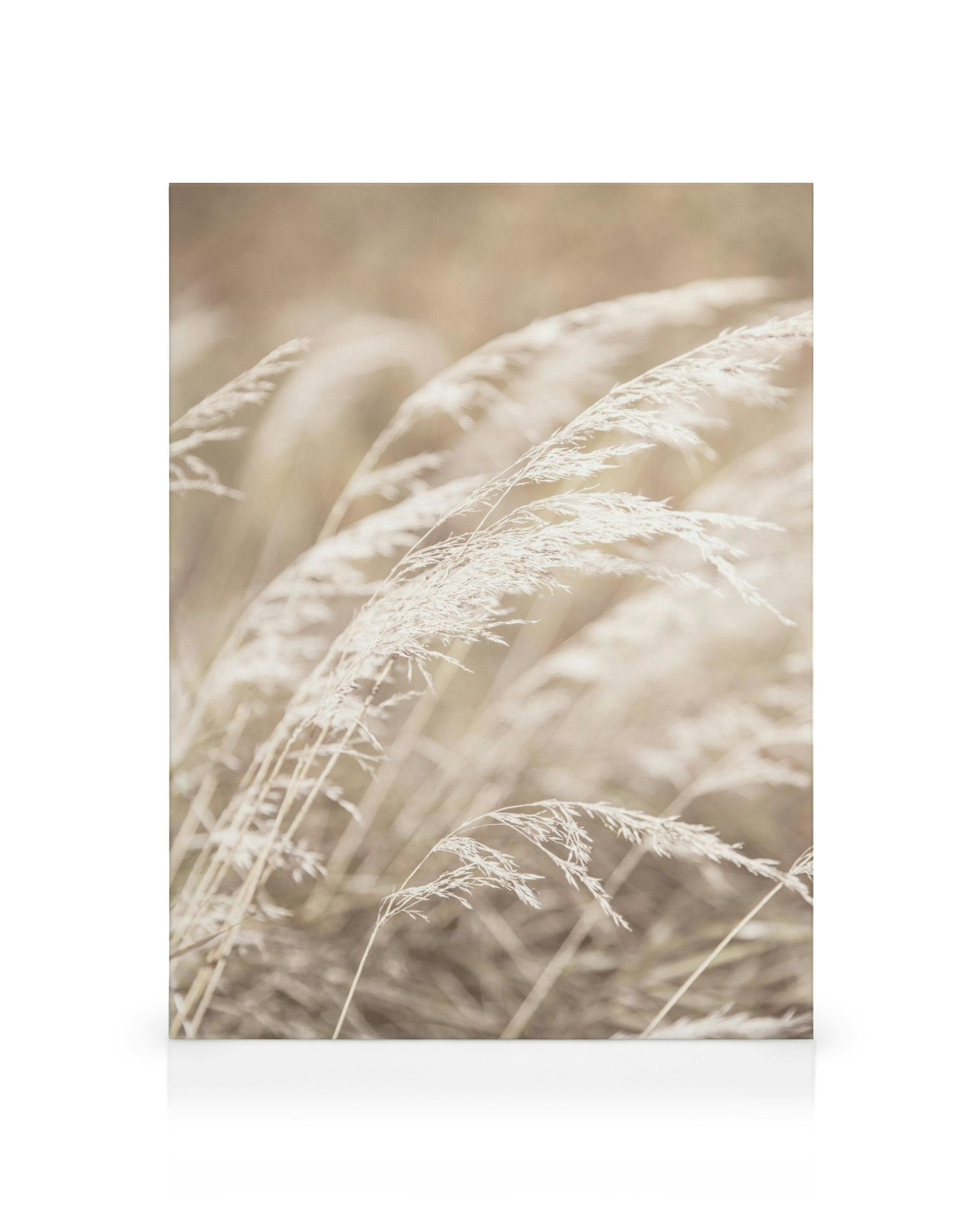 Toile de grandes herbes séchées beige et blanc se balançant dans le vent, tons clairs et doux
