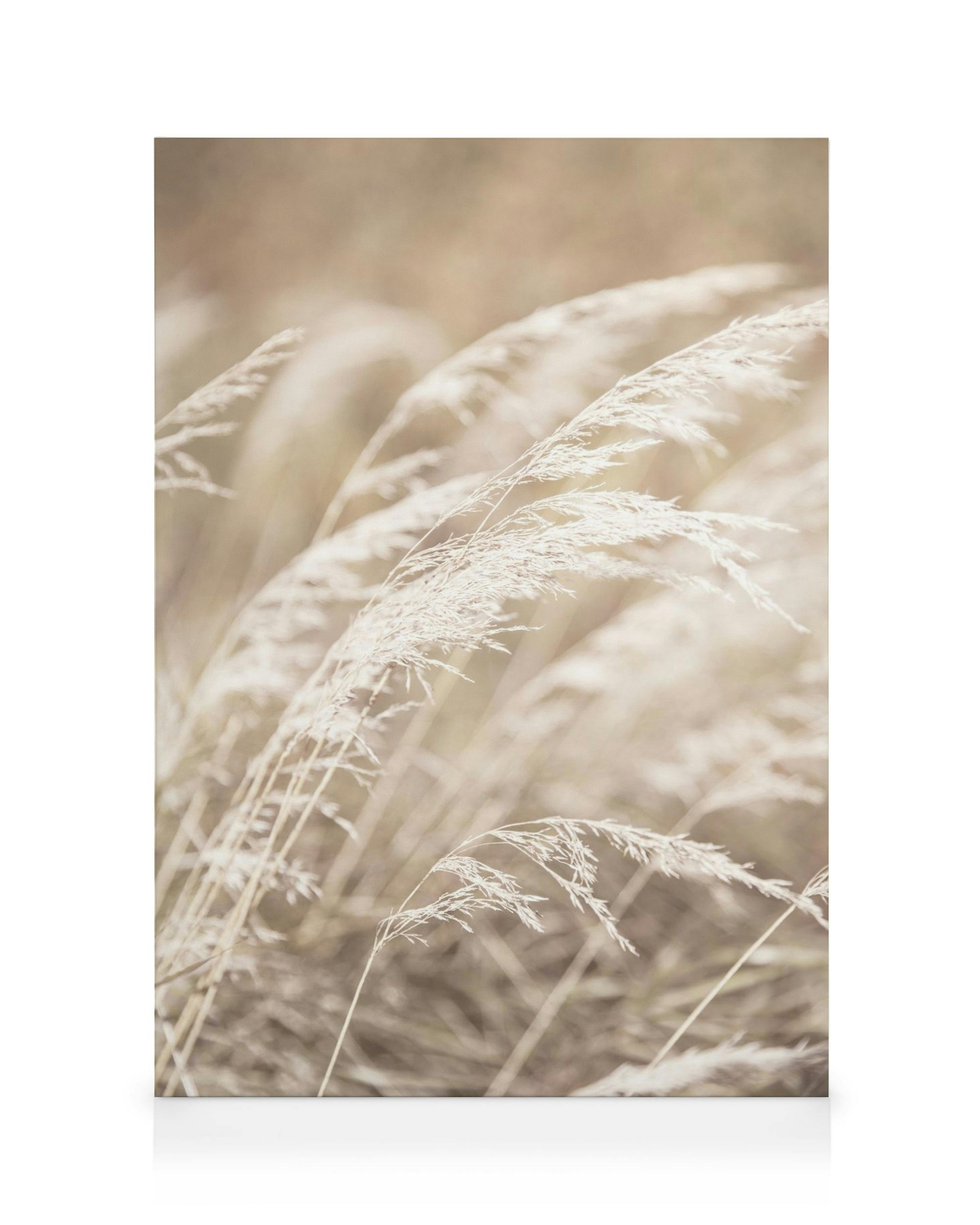 Vaalea kanvaasitaulu kuivaa ruohoa pellolla, ruskeankeltaiset heinäkorret auringonvalossa.