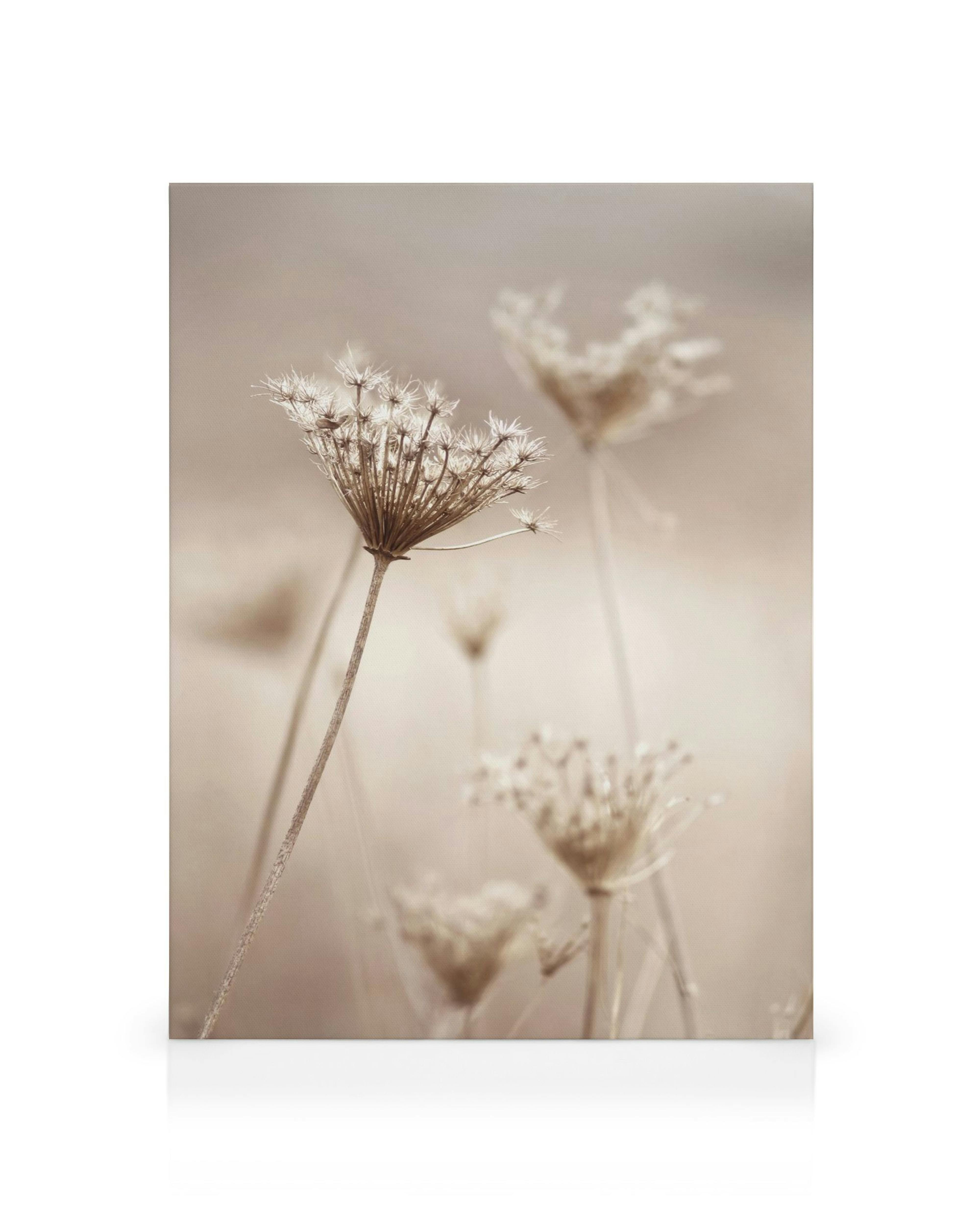 Καμβάς με αποξηραμένα αγριολούλουδα σε μπεζ τόνους, vintage αισθητική, διακόσμηση τοίχου