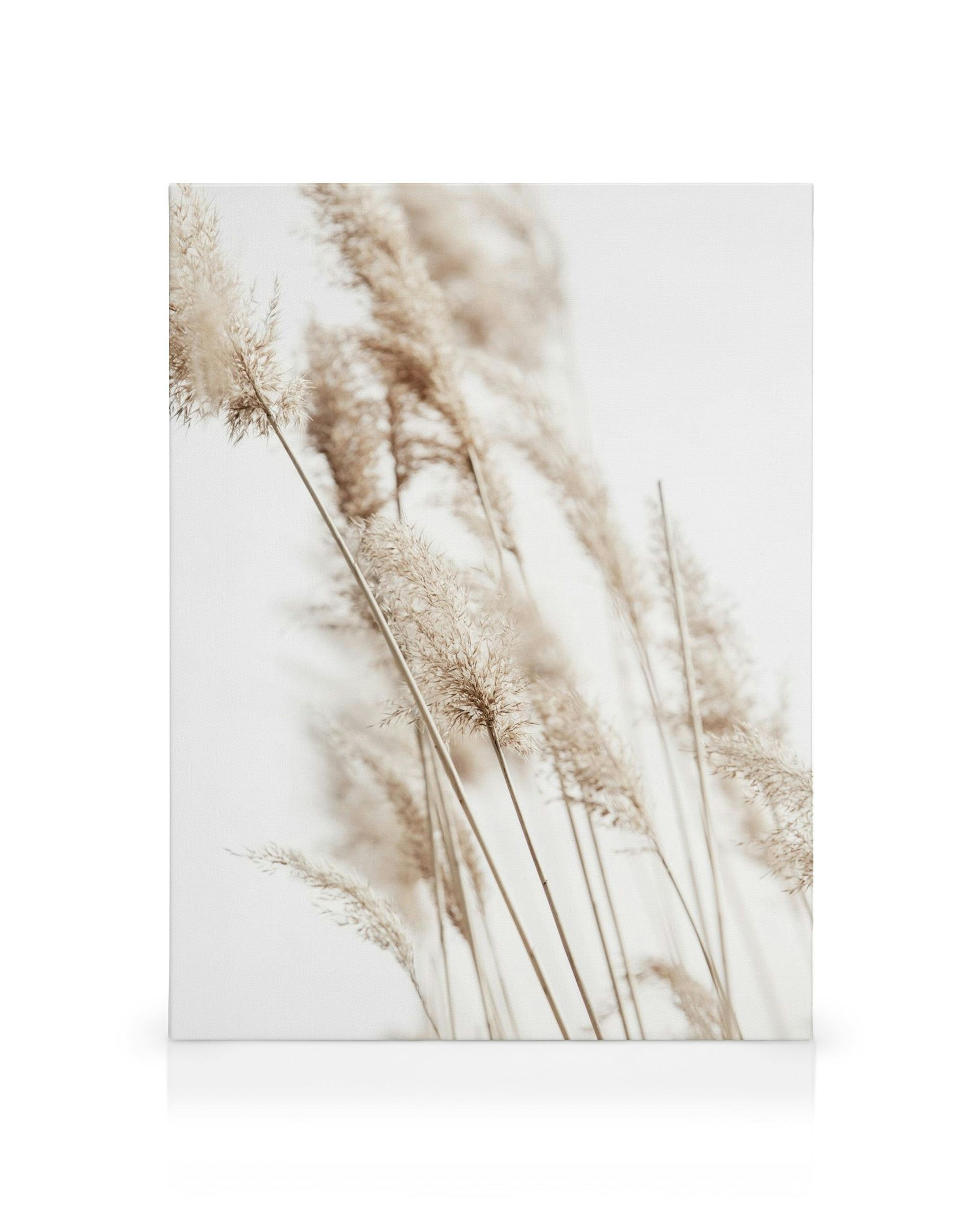 Toile de roseaux beige doux sur fond blanc, avec des tiges fines et verticales, certaines légèrement courbées, pour une décorati