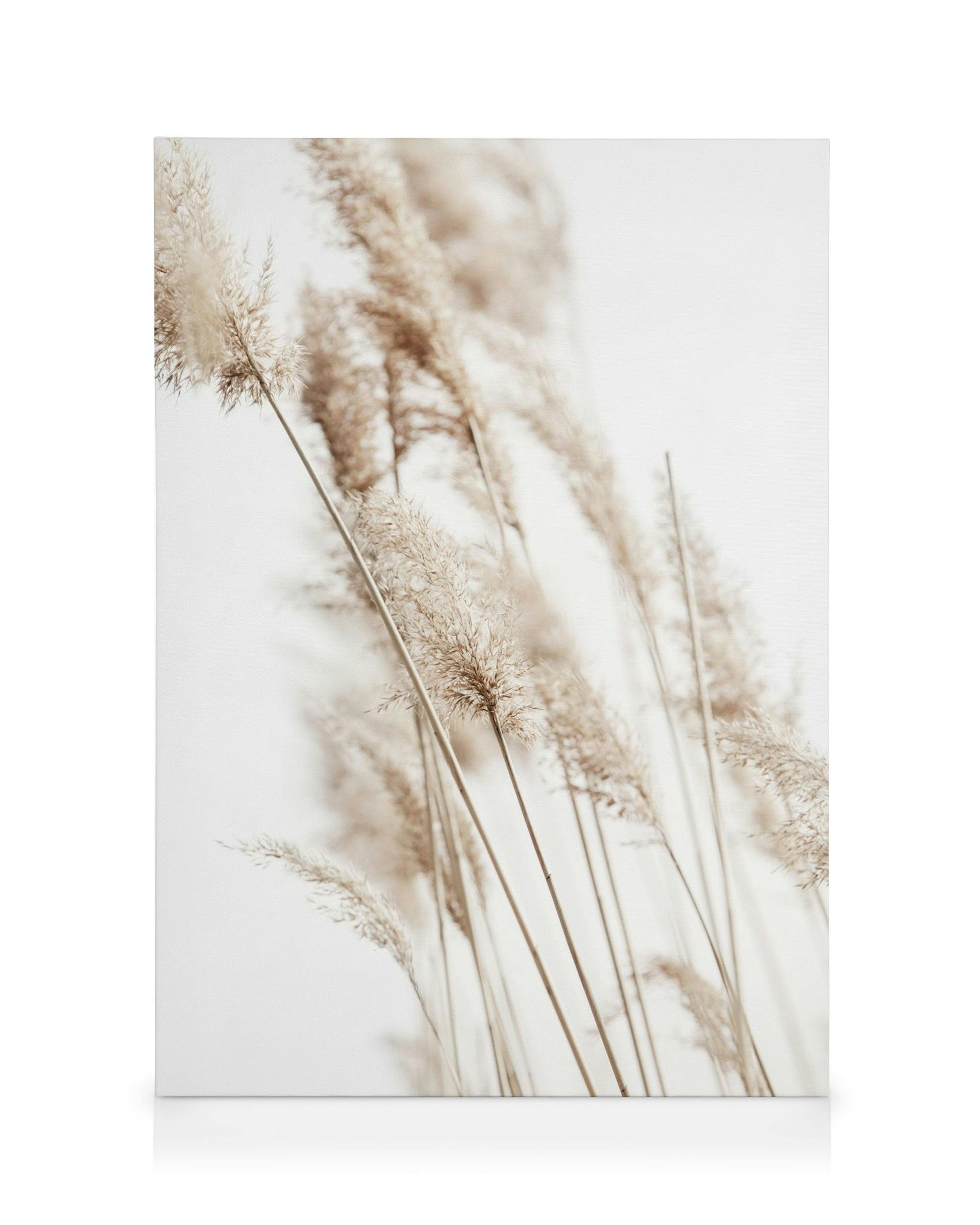 Lähikuva beigenvärisistä kaisloista vaaleanharmaalla taustalla. Koristetaulu, luontoaihe.