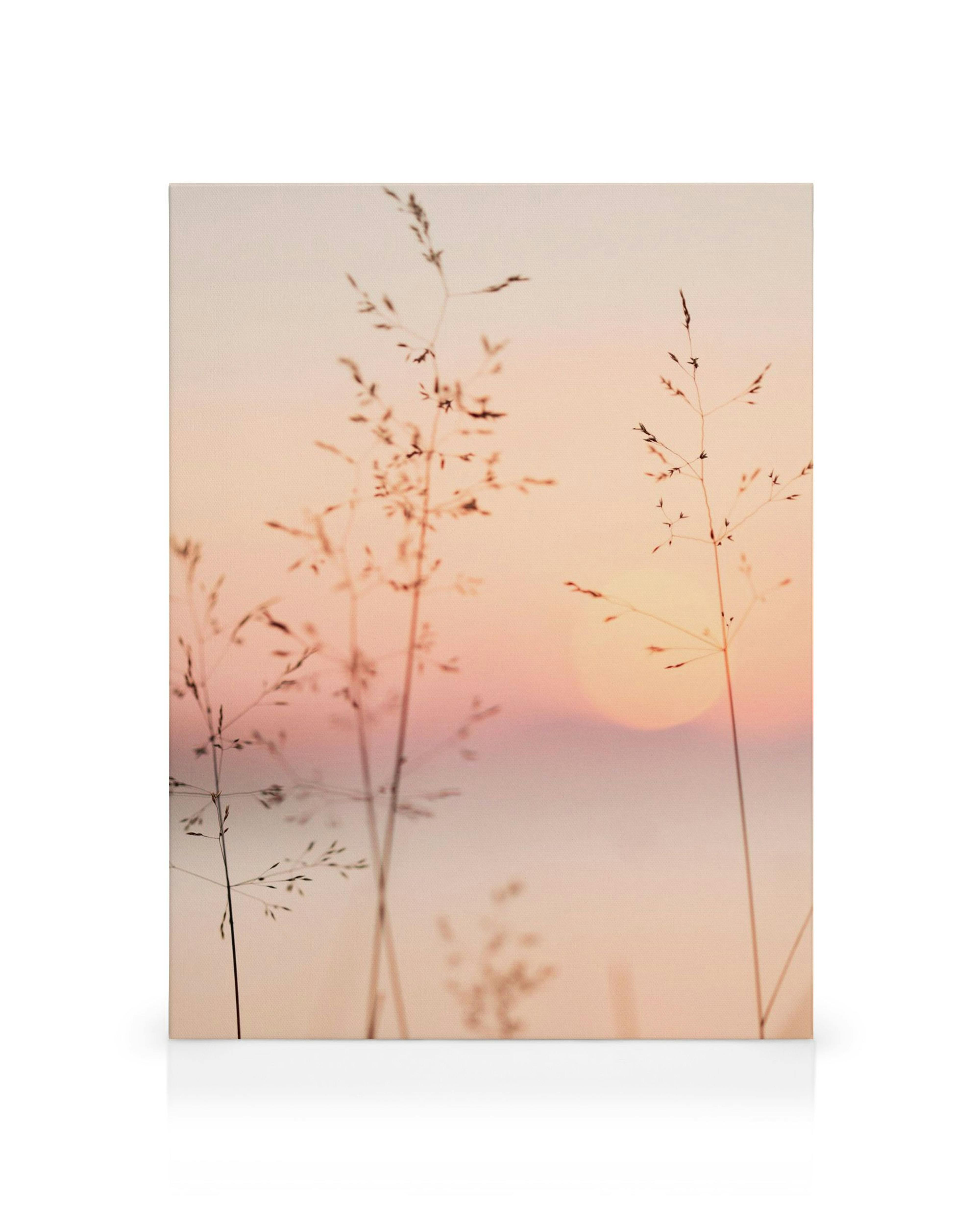 Leinwandbild: Fotografie eines pastellfarbenen Sonnenuntergangs mit Grashalmen, die sich vor der untergehenden Sonne abzeichnen.