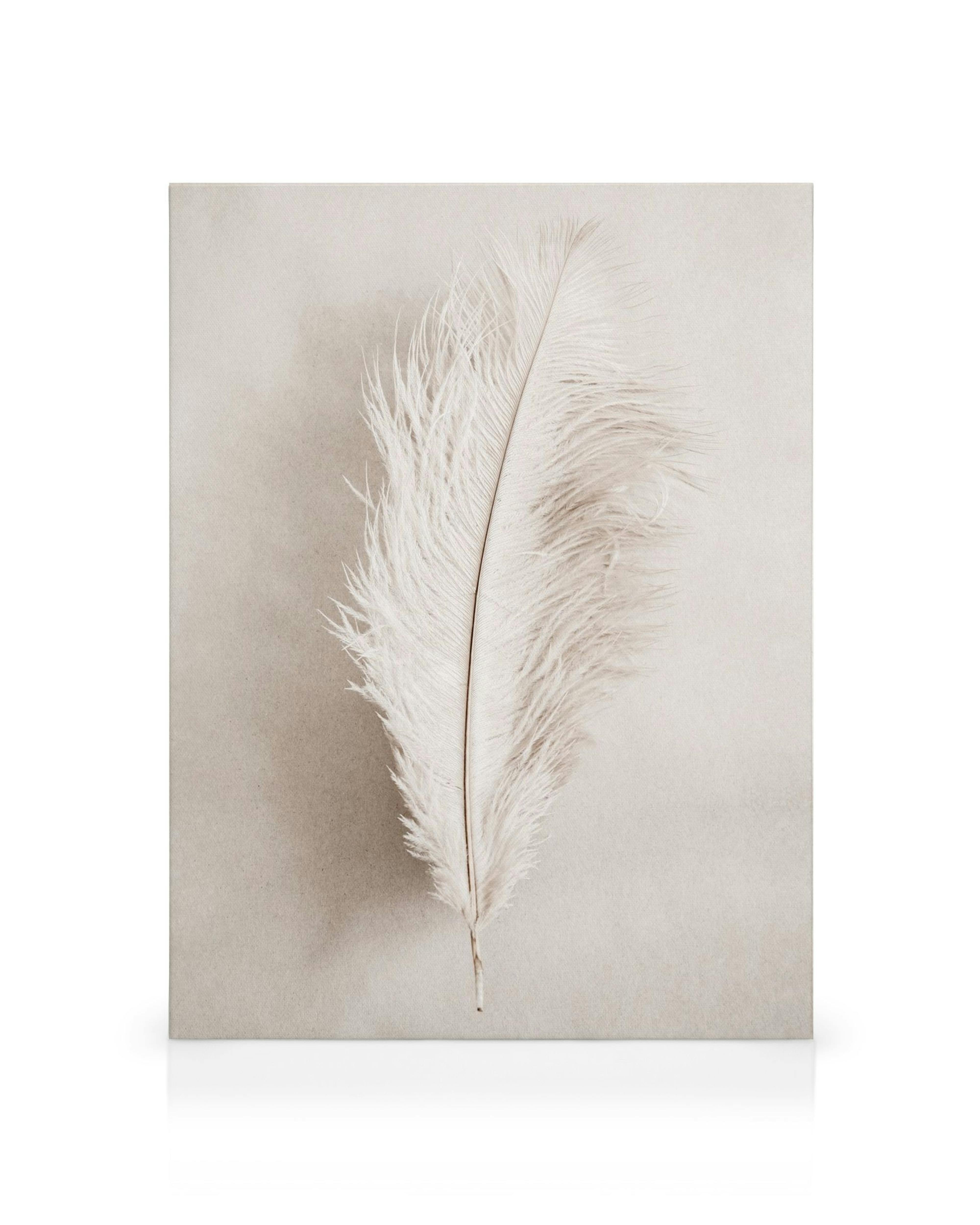 Witte veer op lichtbeige achtergrond, zachte textuur, delicate details, elegante canvas kunst.