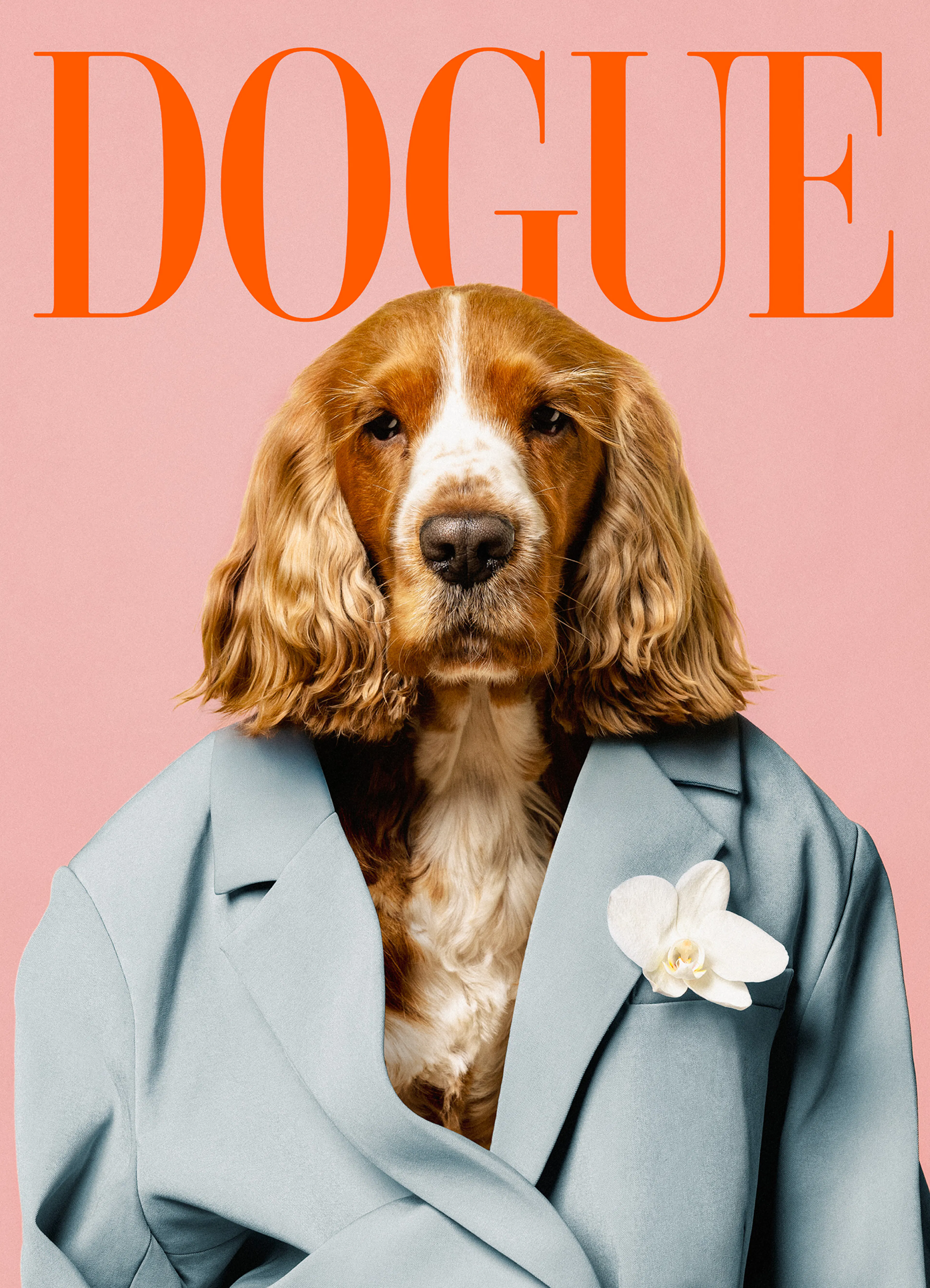 Affiche dun chien cocker spaniel roux et blanc portant une veste bleu clair avec une orchidée blanche, sur fond rose. Le mot DOG