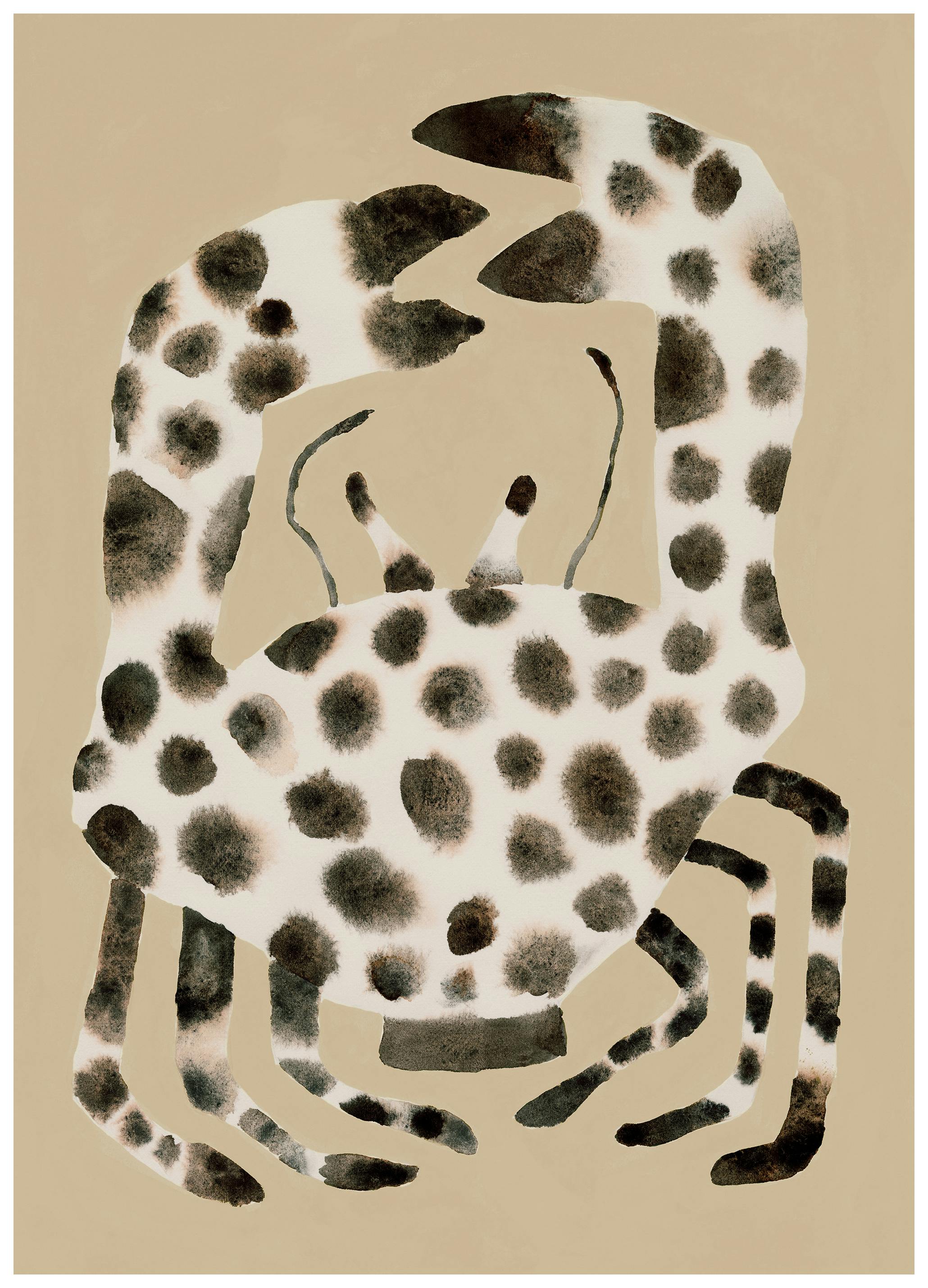 Spotted Crab Poster (50x70 cm)