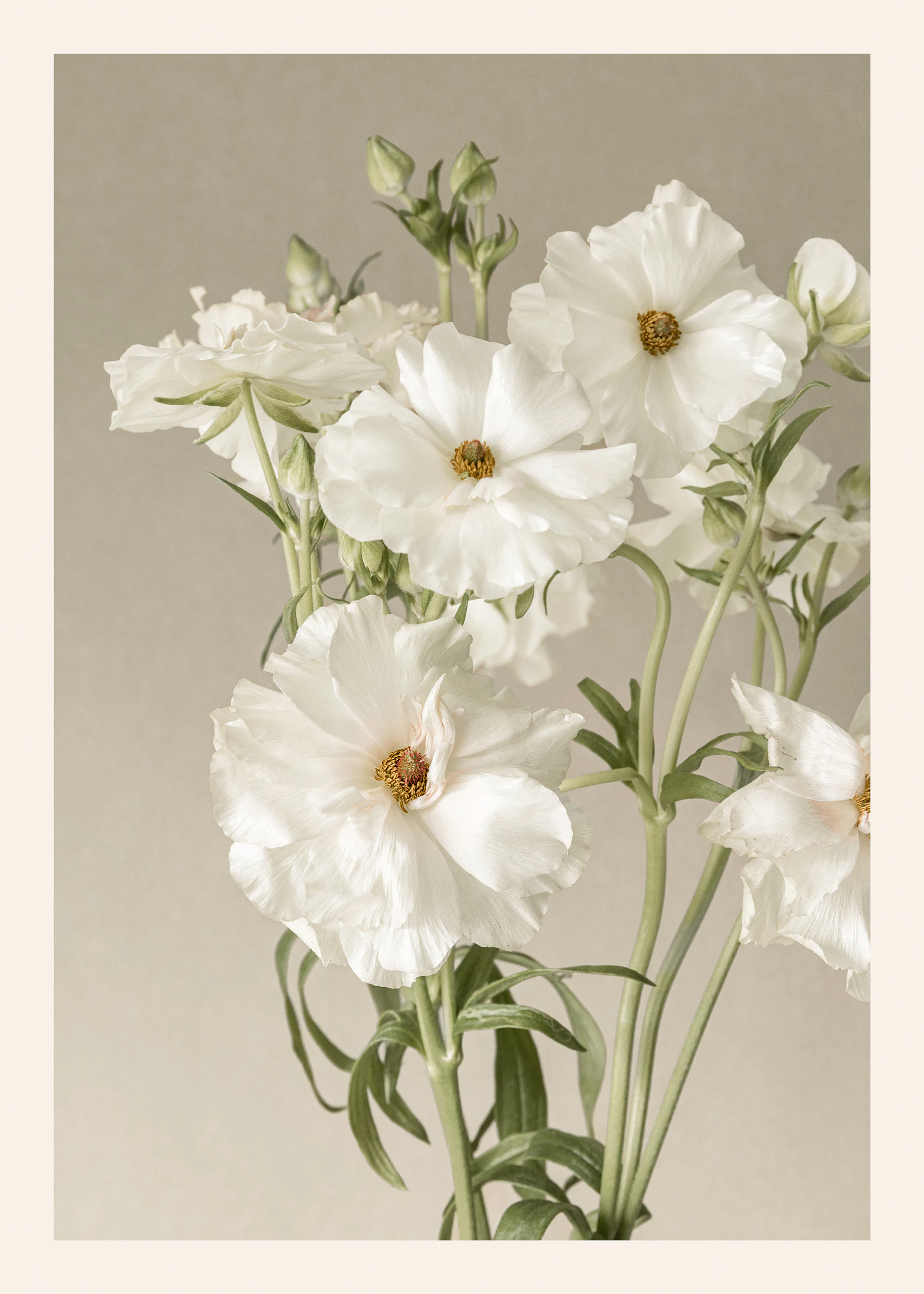 Ivory Cosmos Poster 0