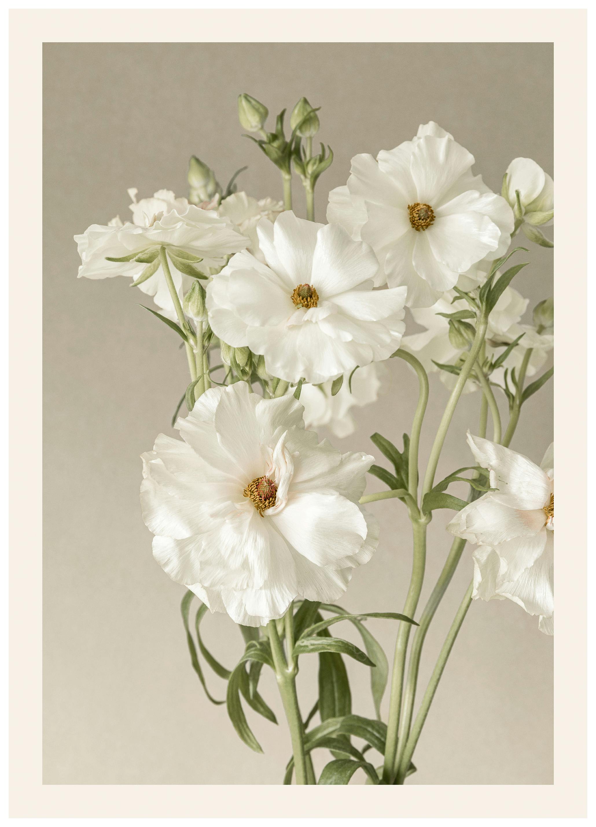 Ivory Cosmos Poster (50x70 cm)