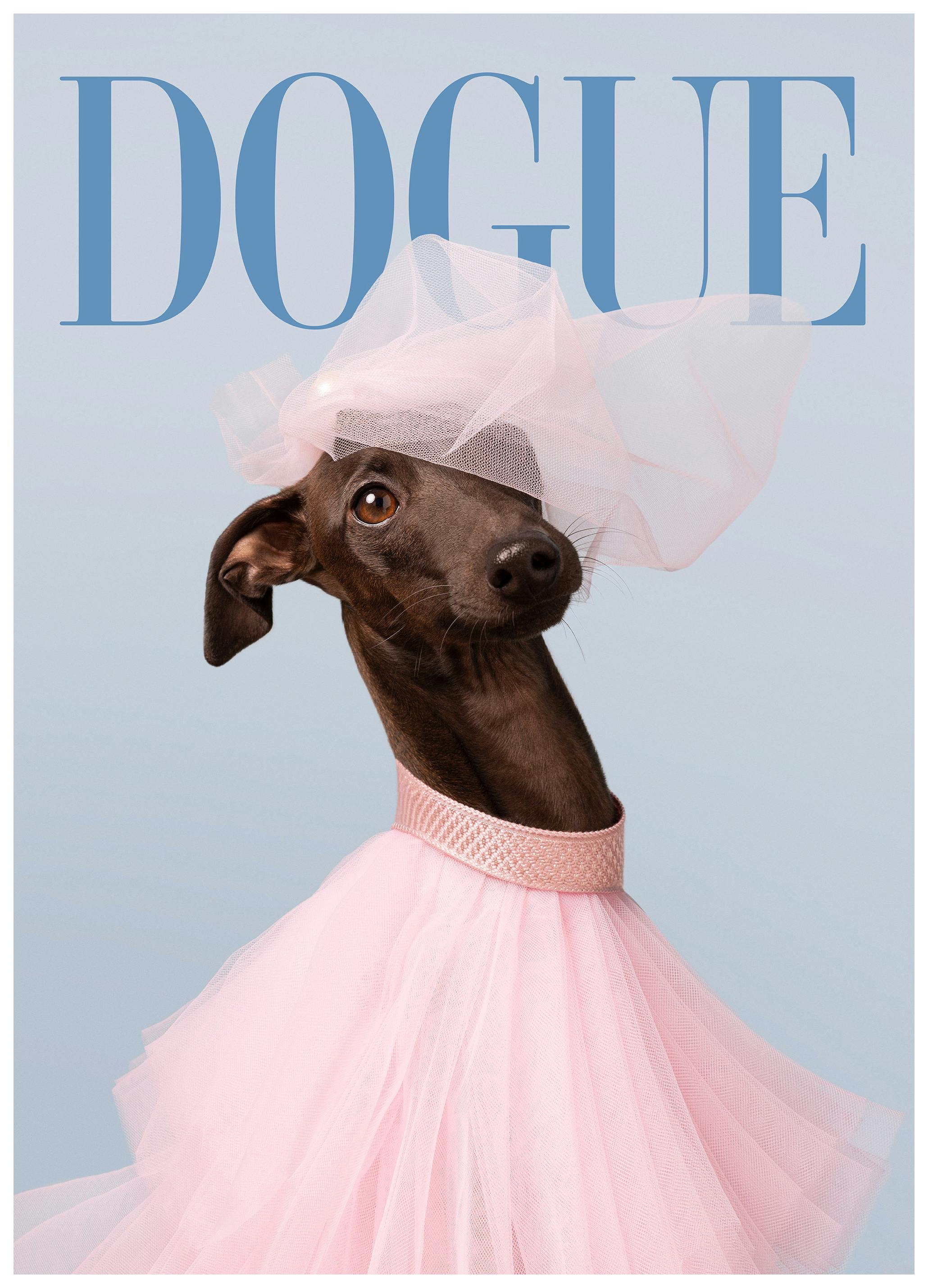 Dogue No6 Poster (50x70 cm) - Dierenfotografie