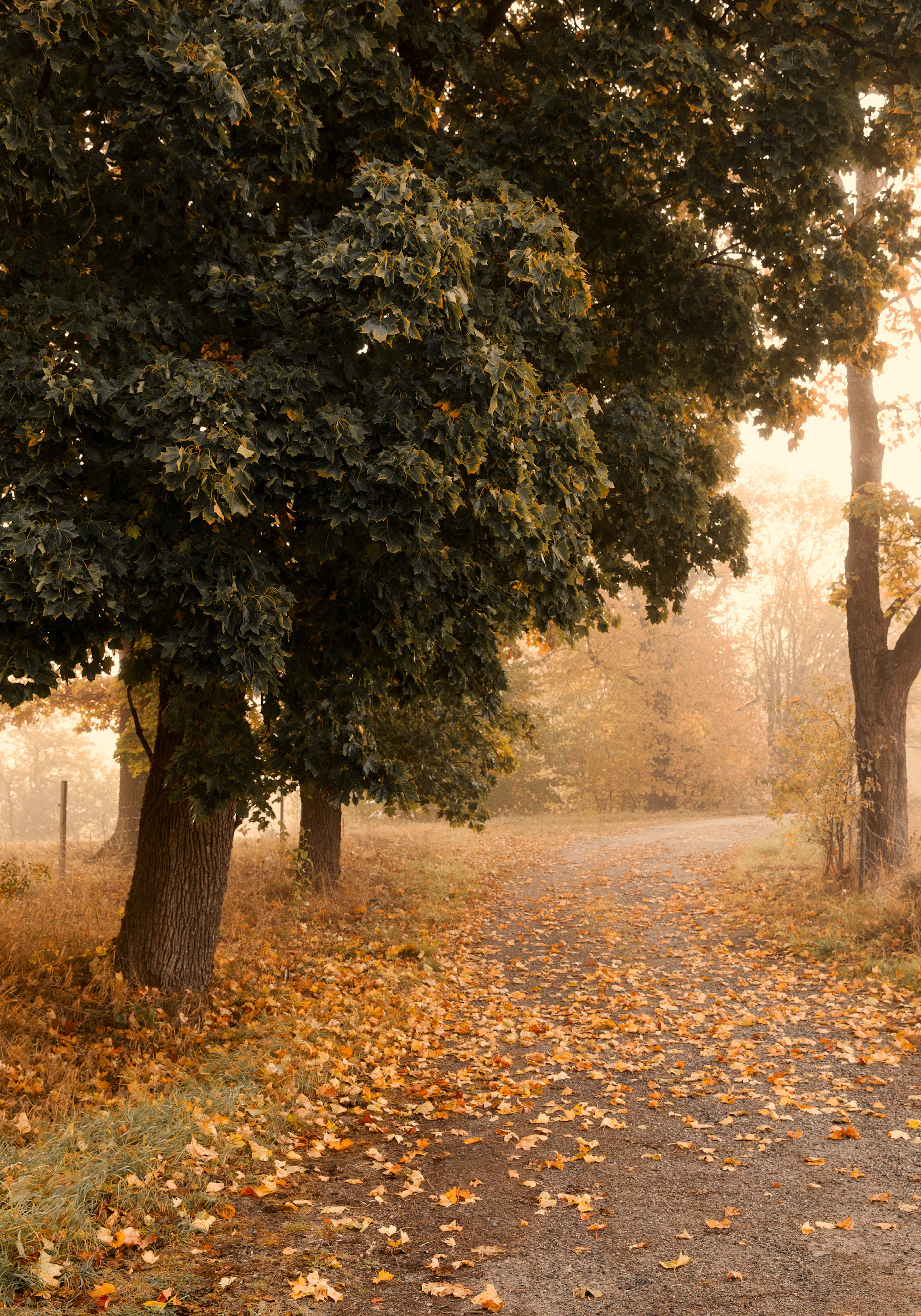 Ein Poster eines herbstlichen Weges mit Laub und grünen Bäumen im Nebel.