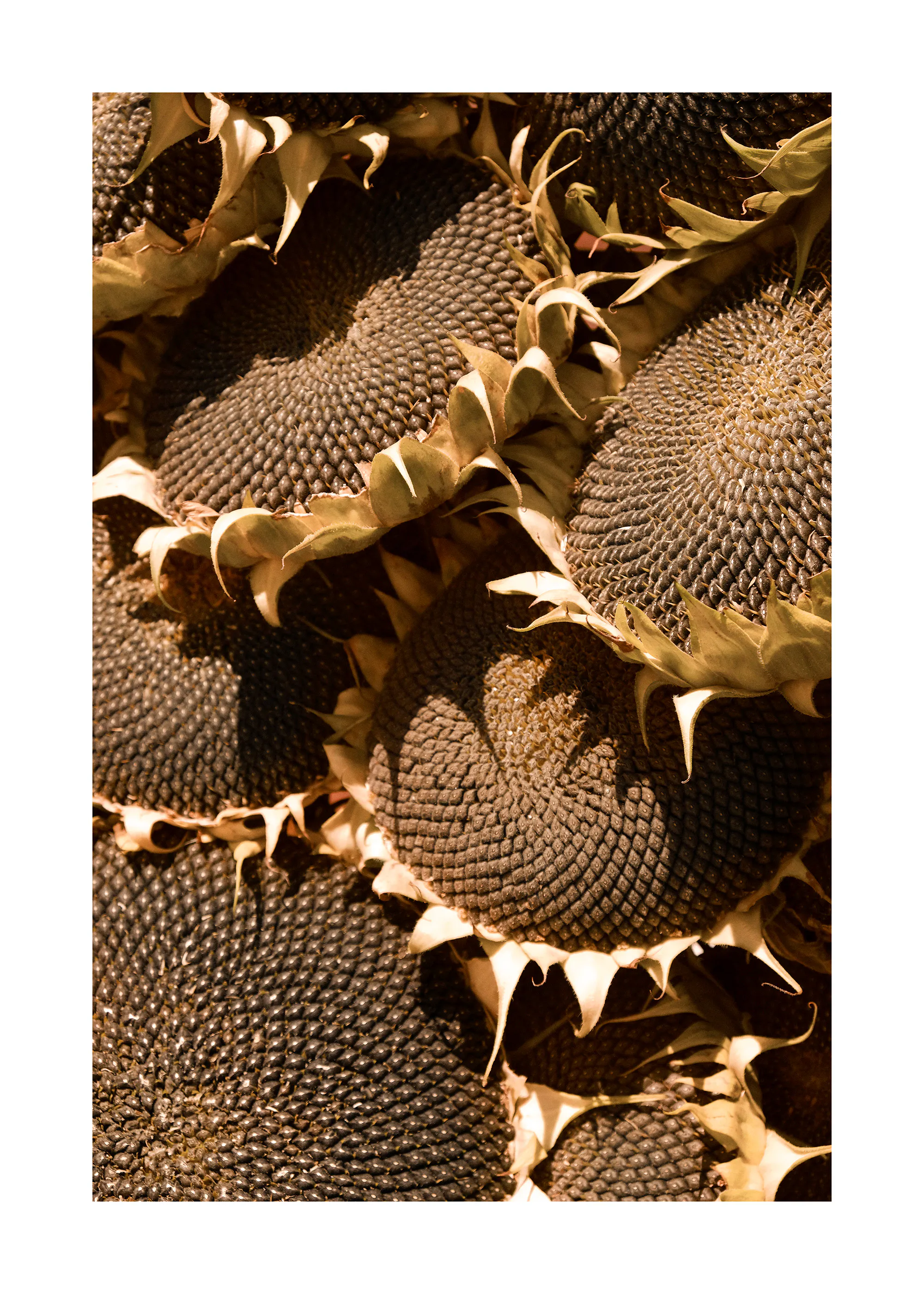 Ripe Sunflowers Print 0